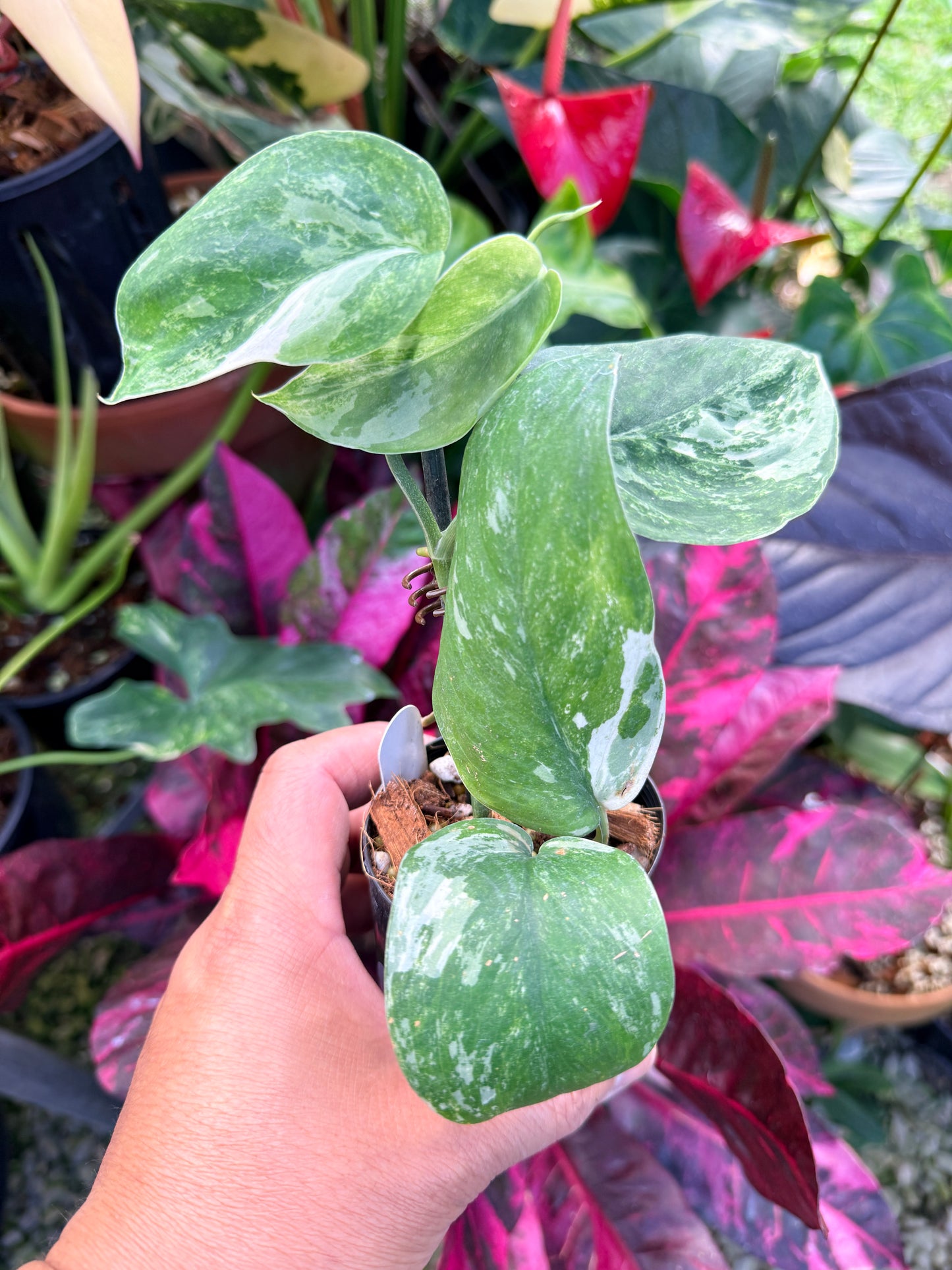 Scindapsus pictus 'Jade Satin White Mint' Q34