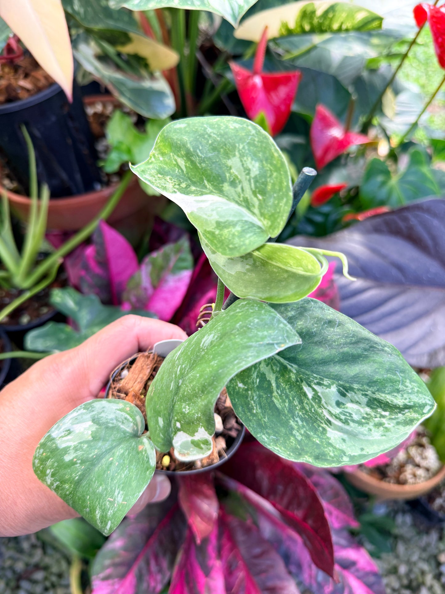 Scindapsus pictus 'Jade Satin White Mint' Q34