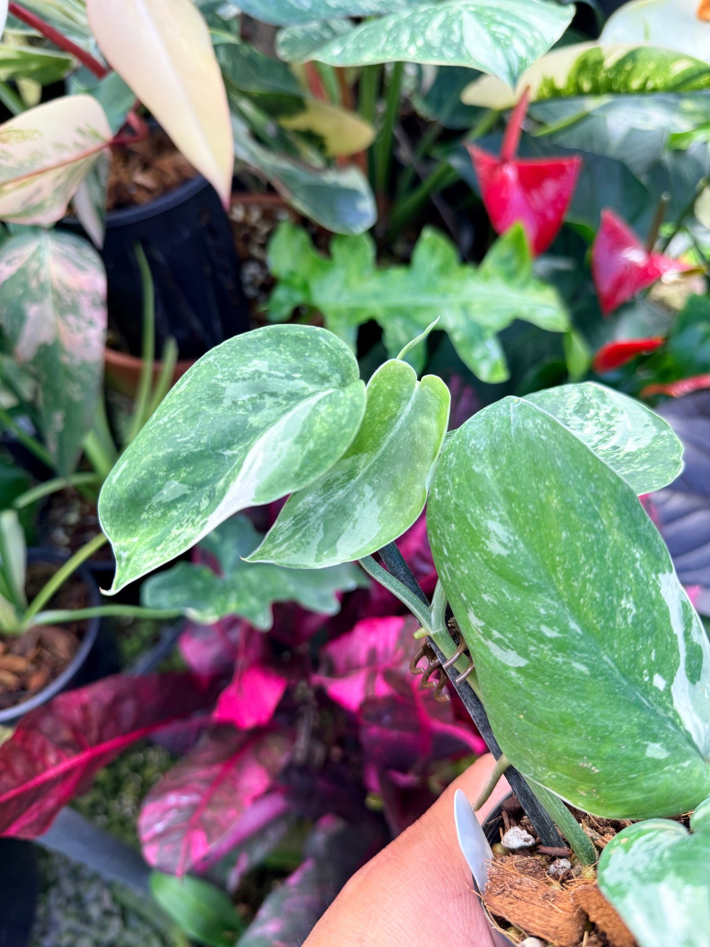 Scindapsus pictus 'Jade Satin White Mint' Q34