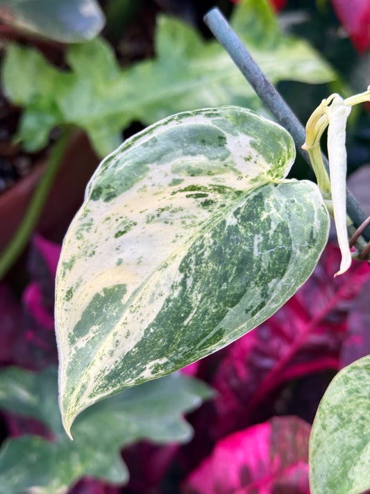 Scindapsus pictus 'Jade Satin White Mint' Q35