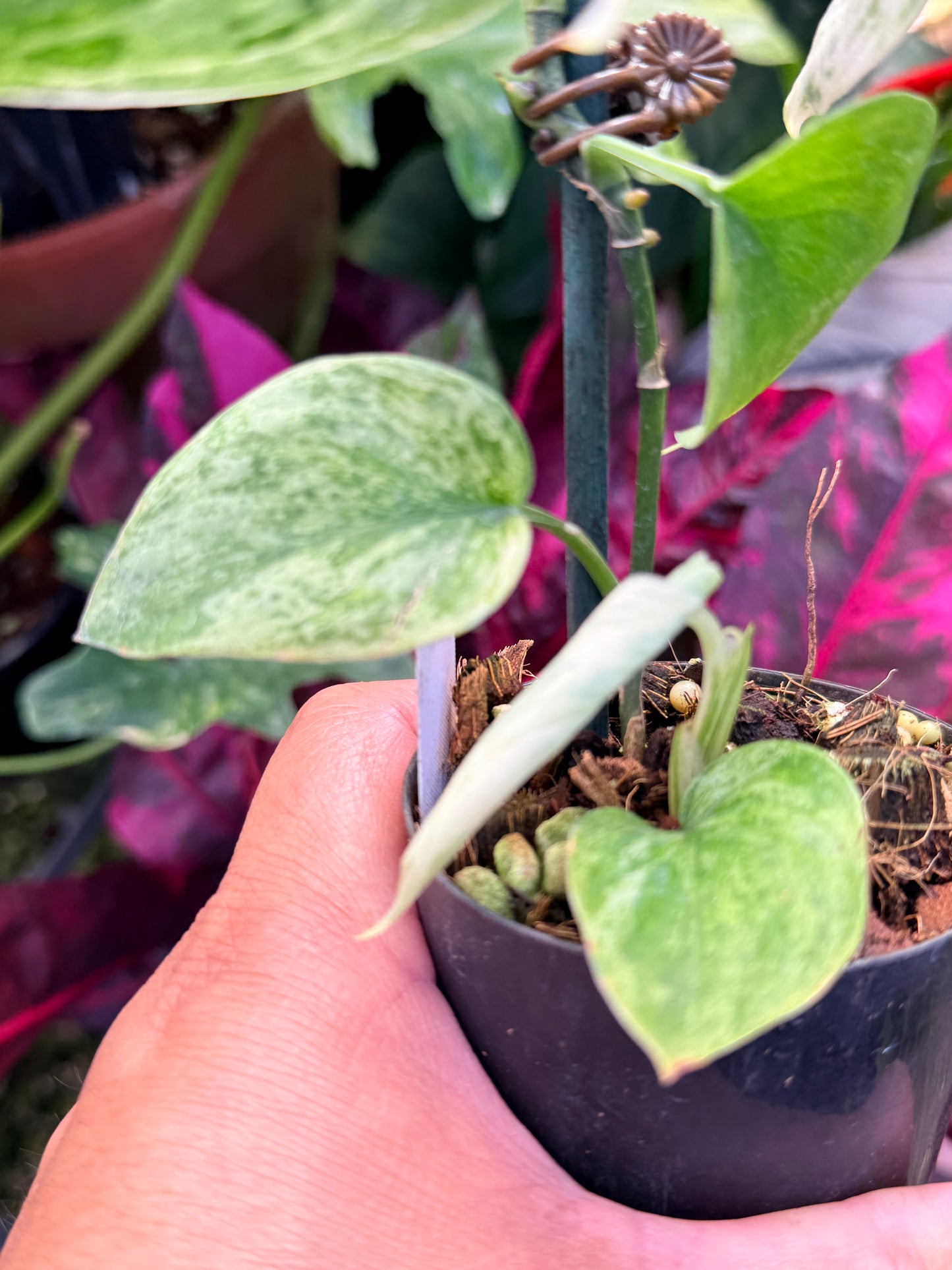 Scindapsus pictus 'Jade Satin White Mint' Q35