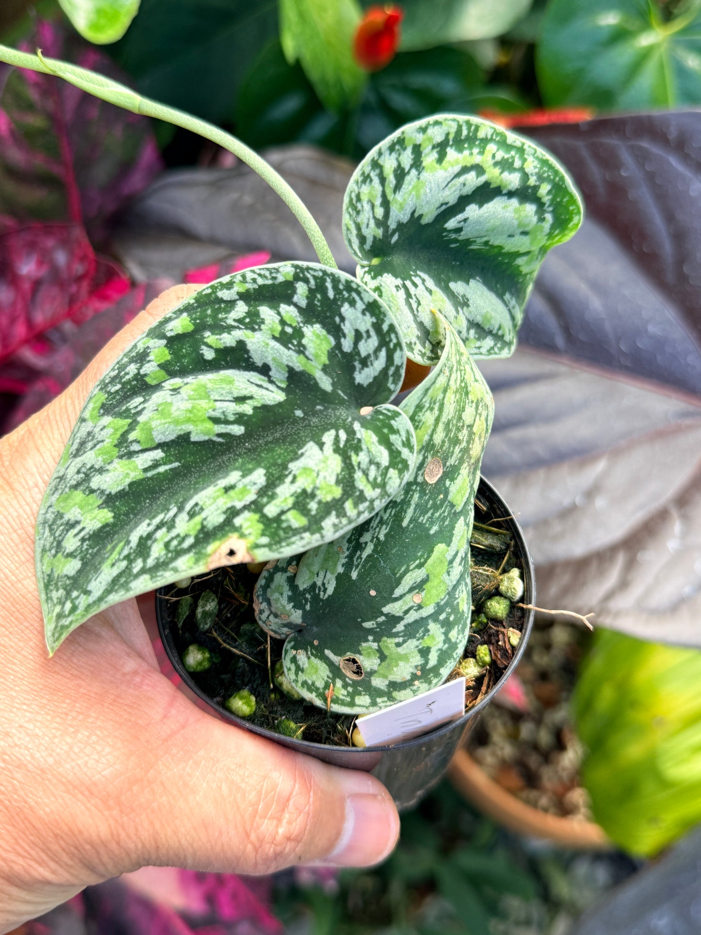 Scindapsus pictus 'Tricolor' Q33