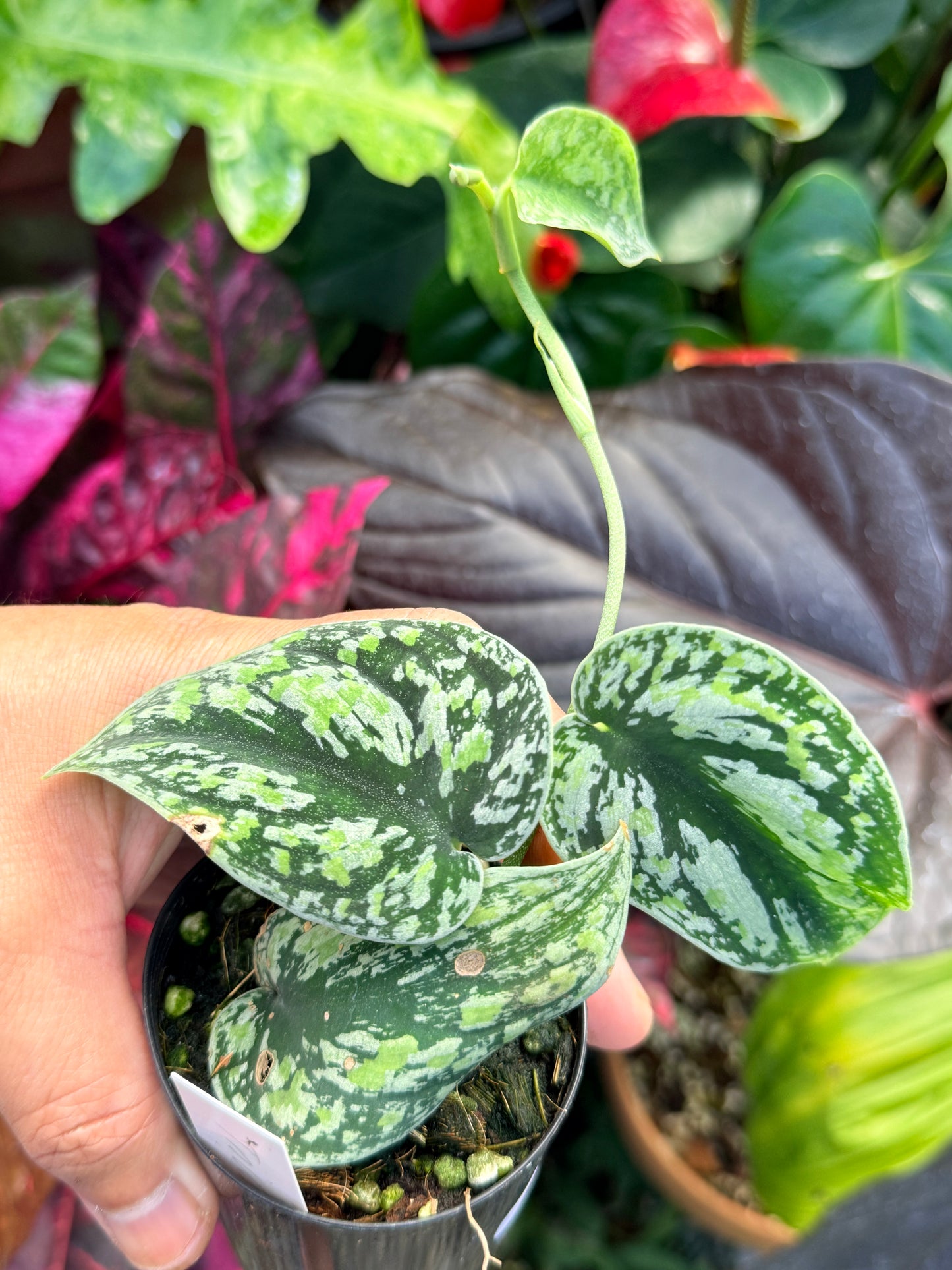 Scindapsus pictus 'Tricolor' Q33