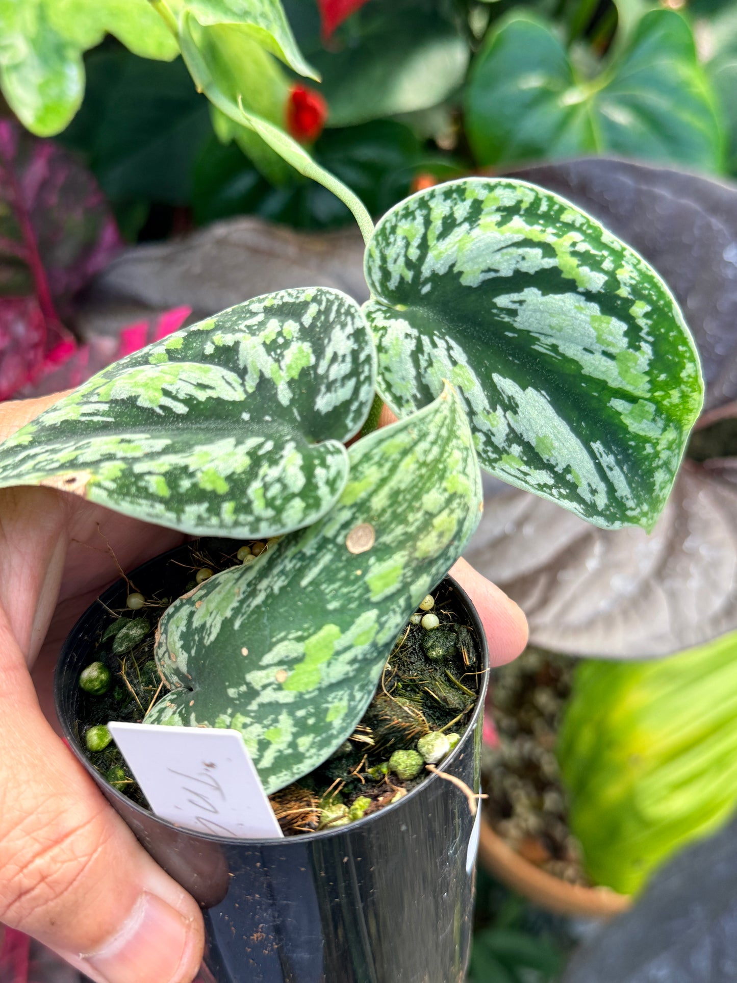 Scindapsus pictus 'Tricolor' Q33