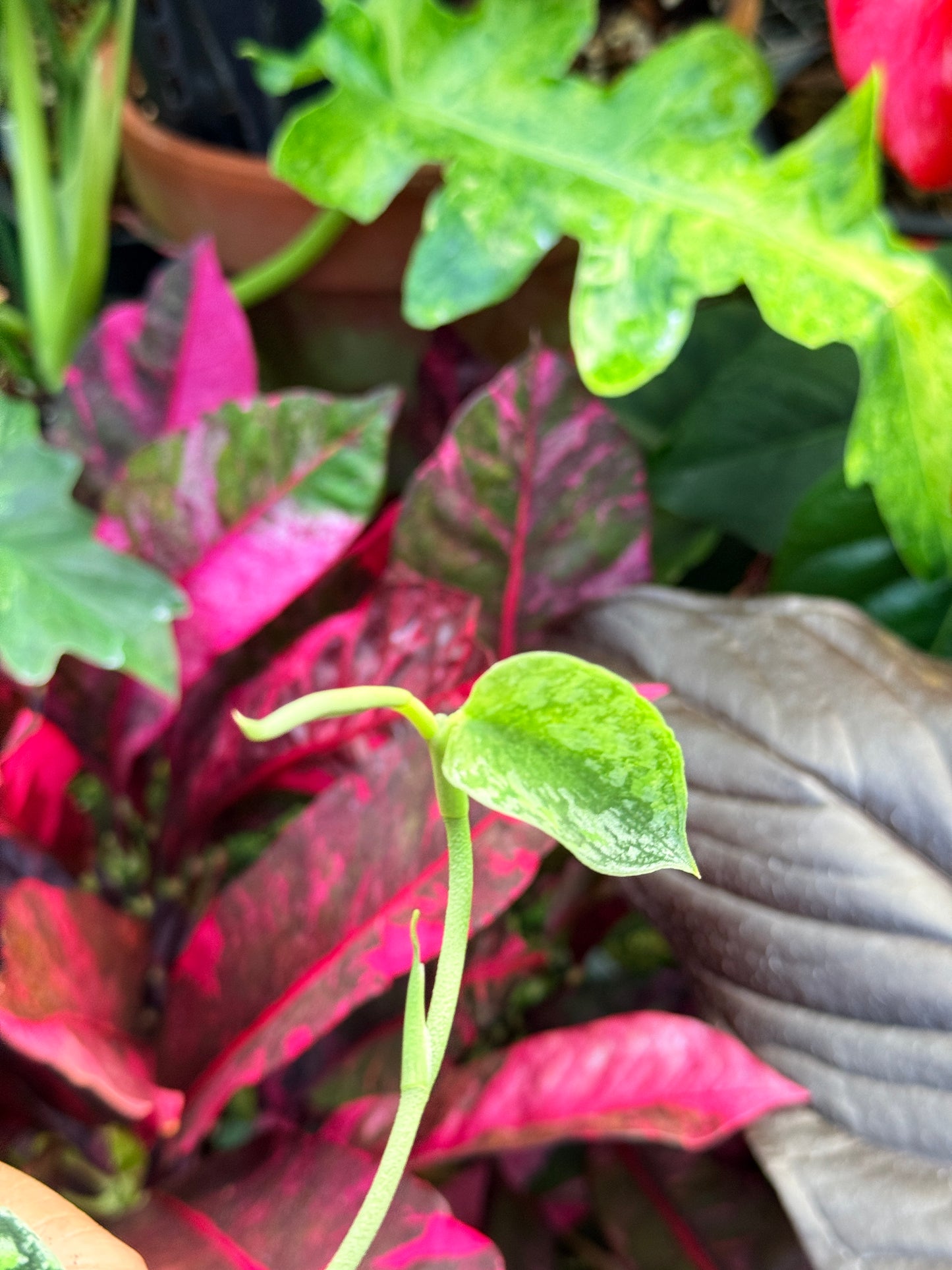 Scindapsus pictus 'Tricolor' Q33