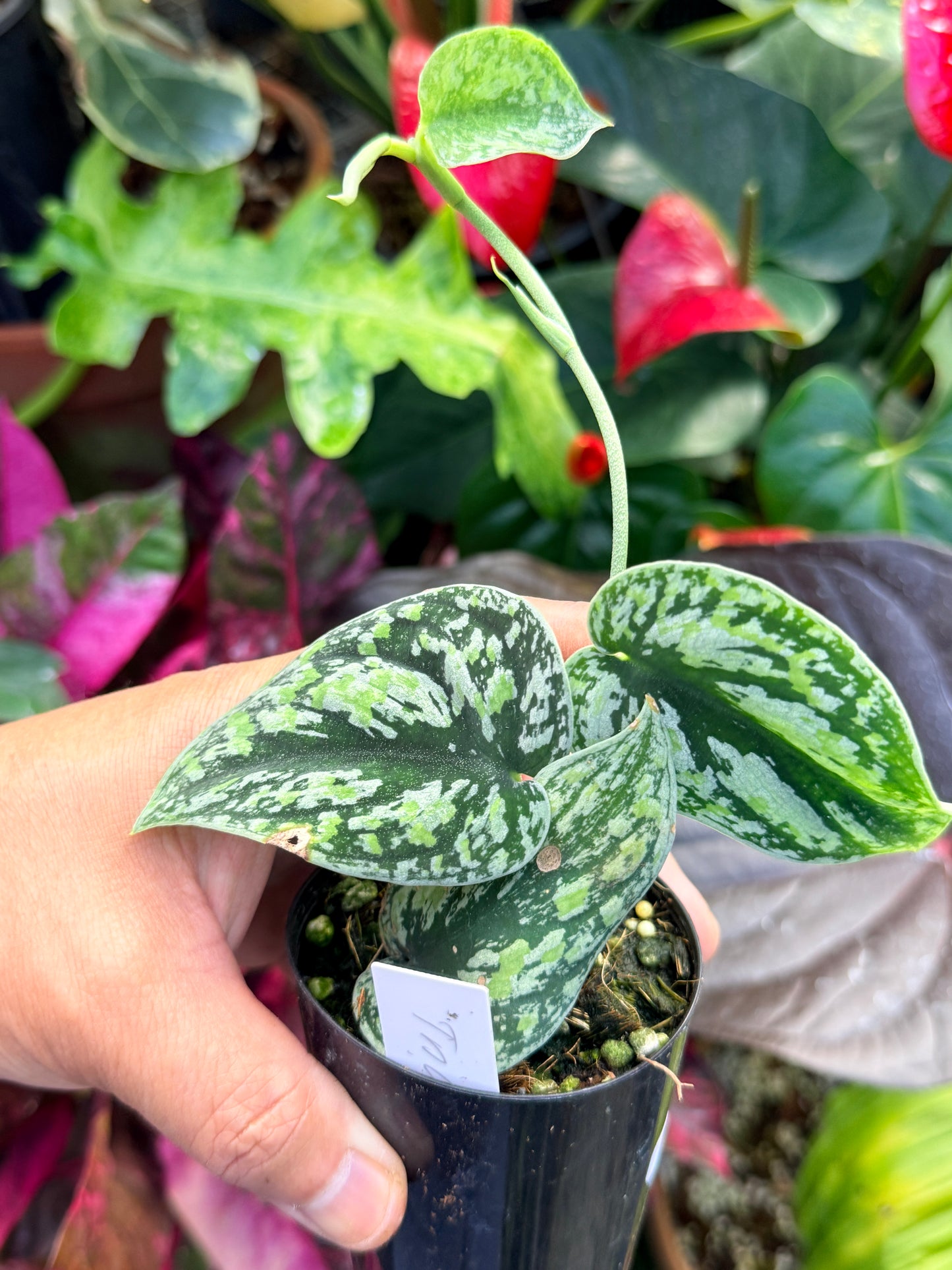 Scindapsus pictus 'Tricolor' Q33