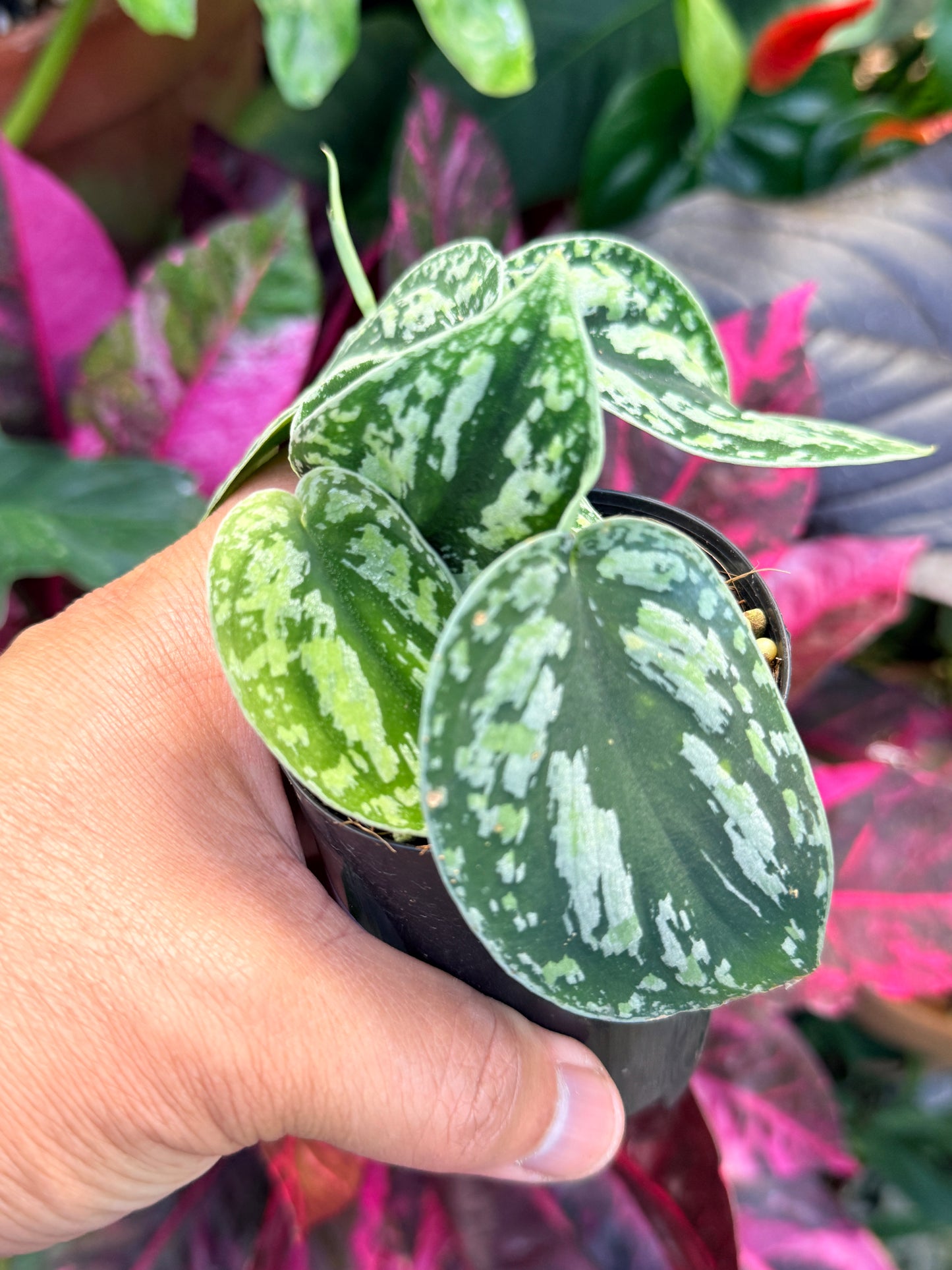 Scindapsus pictus 'Tricolor' Q32
