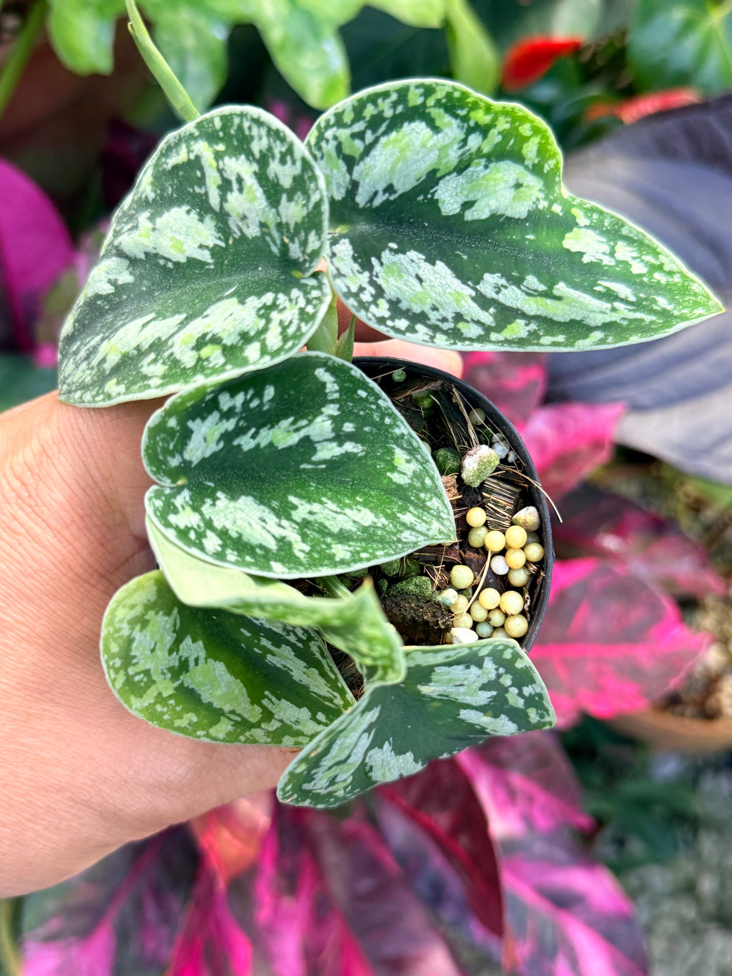 Scindapsus pictus 'Tricolor' Q32