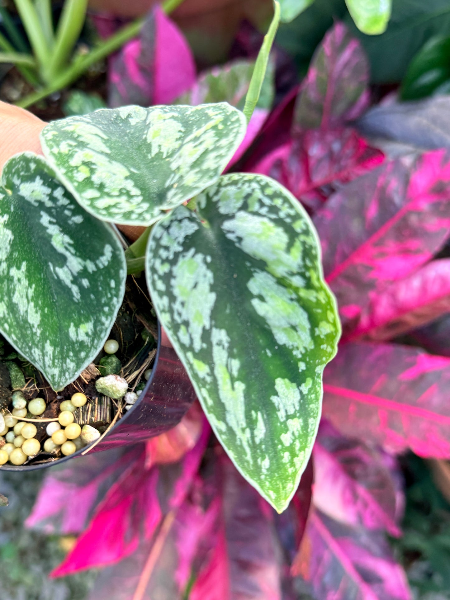 Scindapsus pictus 'Tricolor' Q32