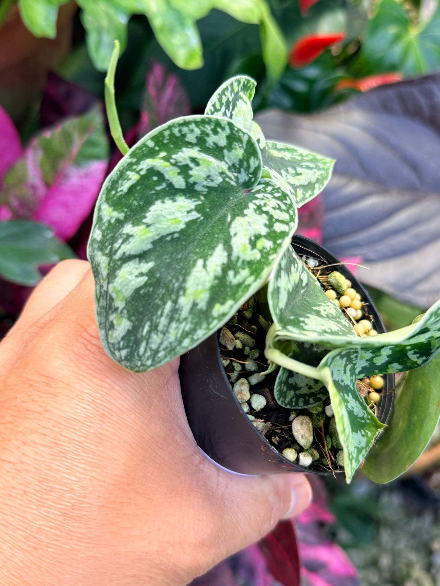 Scindapsus pictus 'Tricolor' Q32