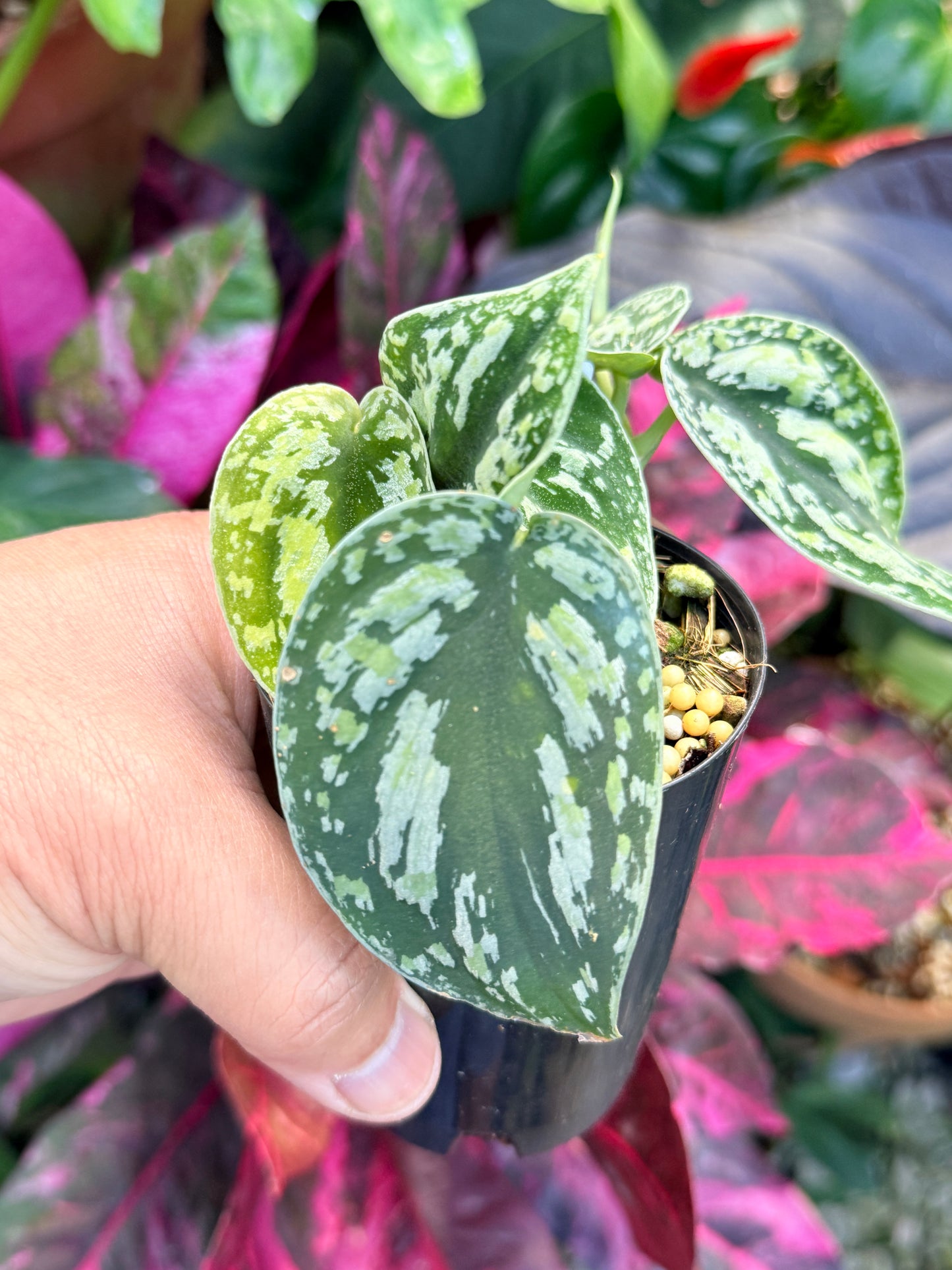 Scindapsus pictus 'Tricolor' Q32