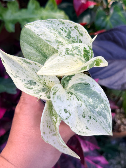 Scindapsus Jade Satin Marble Variegata Q31