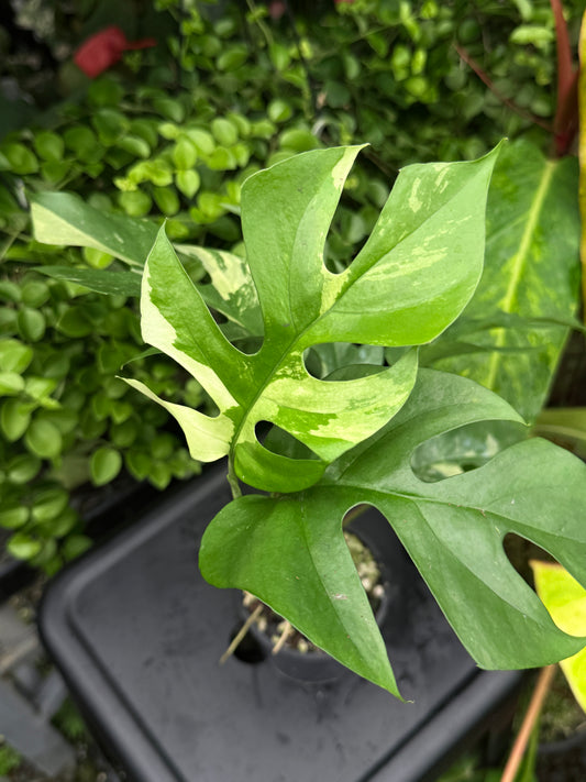 Rhaphidophora Tetrasperma Variegata J58