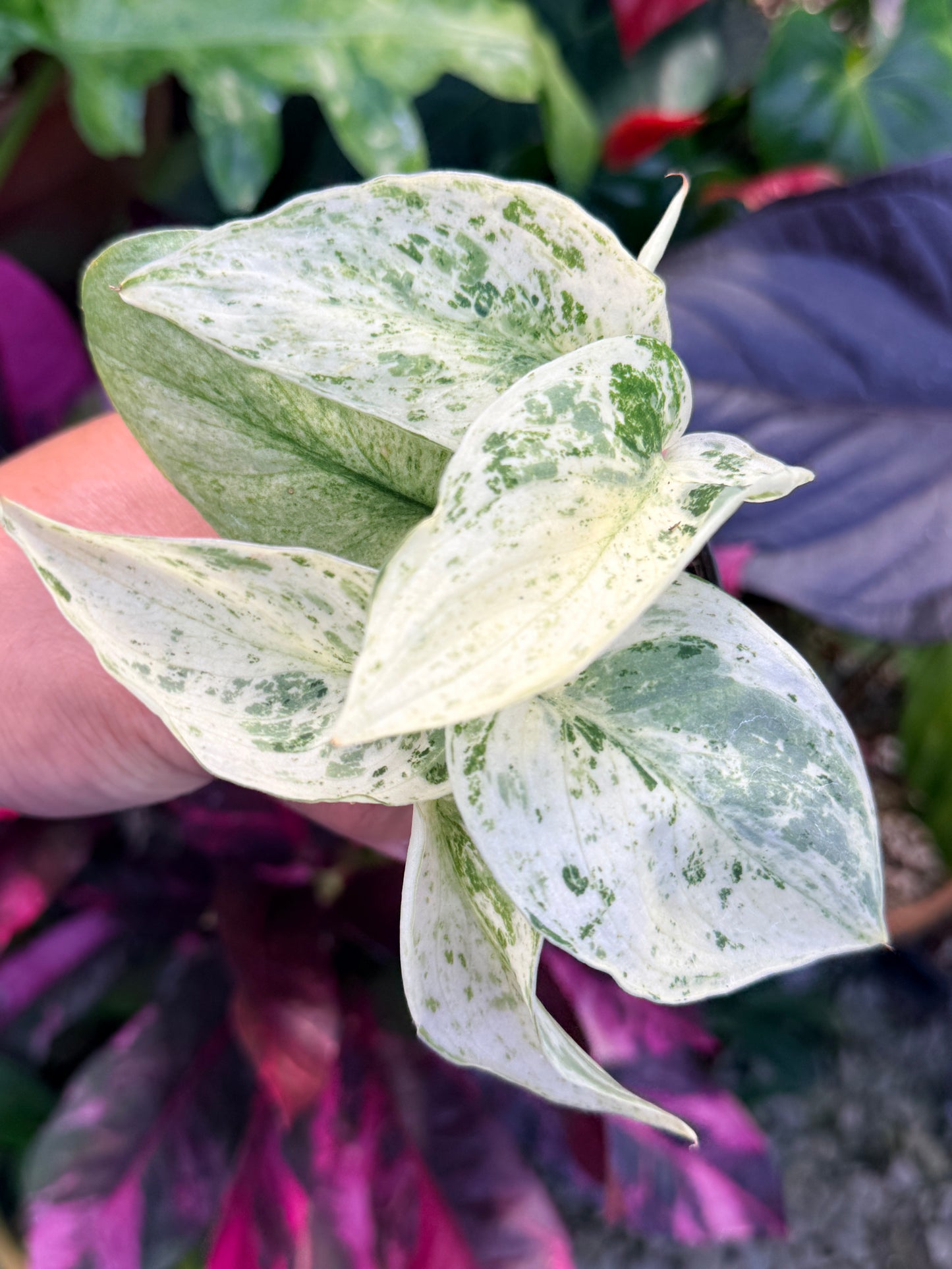 Scindapsus Jade Satin Marble Variegata Q31