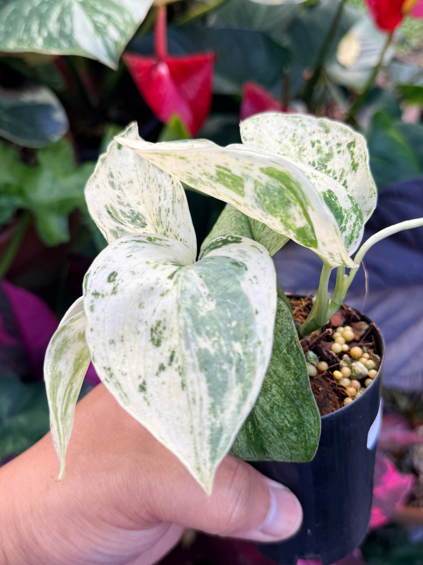 Scindapsus Jade Satin Marble Variegata Q31