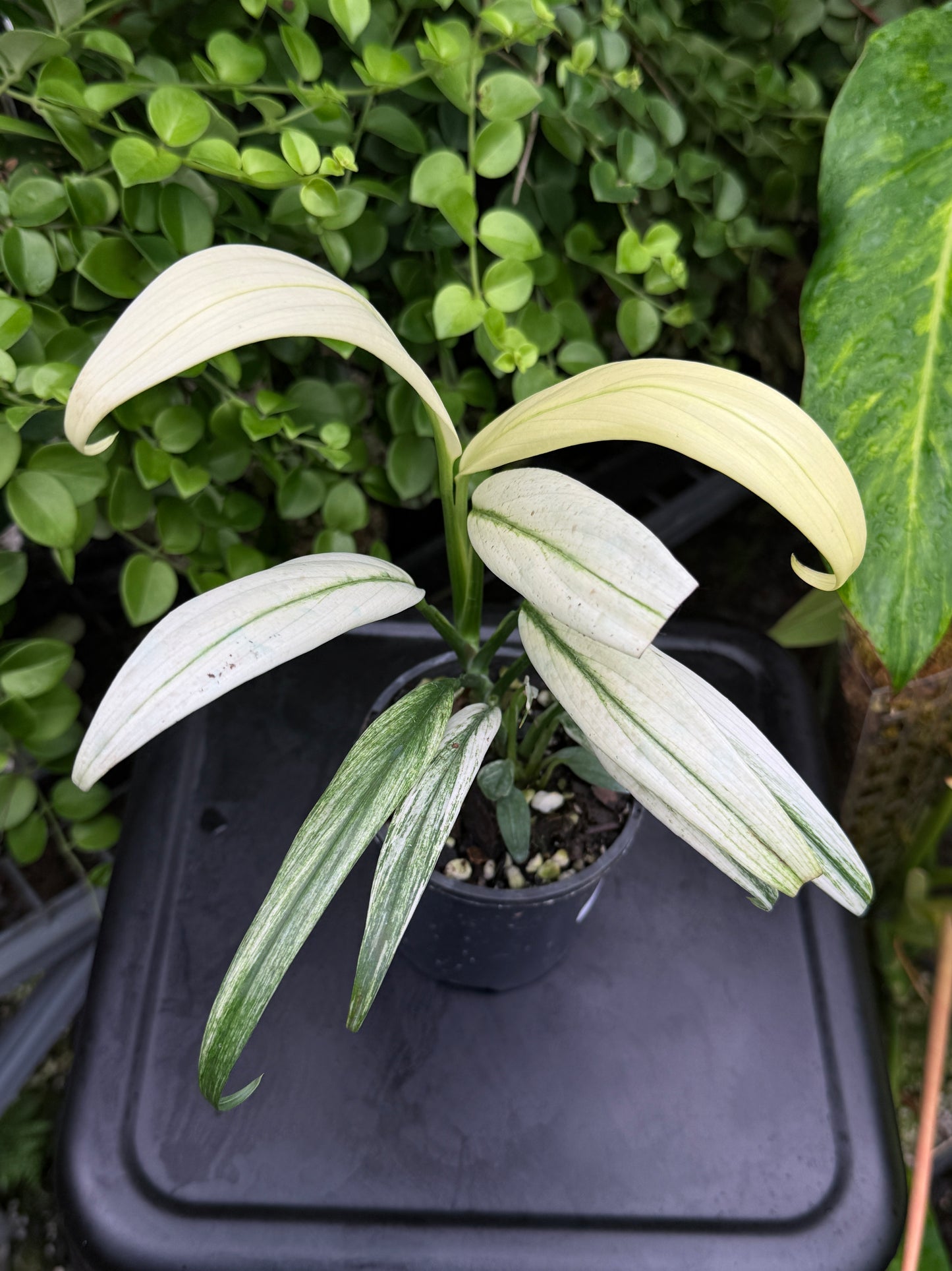 Epipremnum amplissimum 'White Variegata' J60