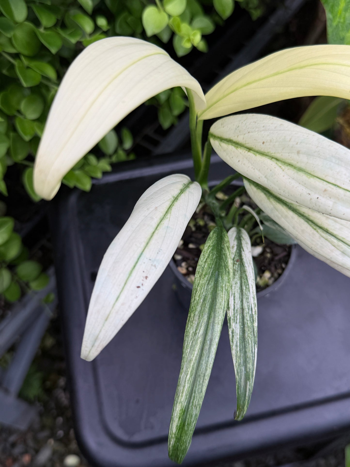 Epipremnum amplissimum 'White Variegata' J60