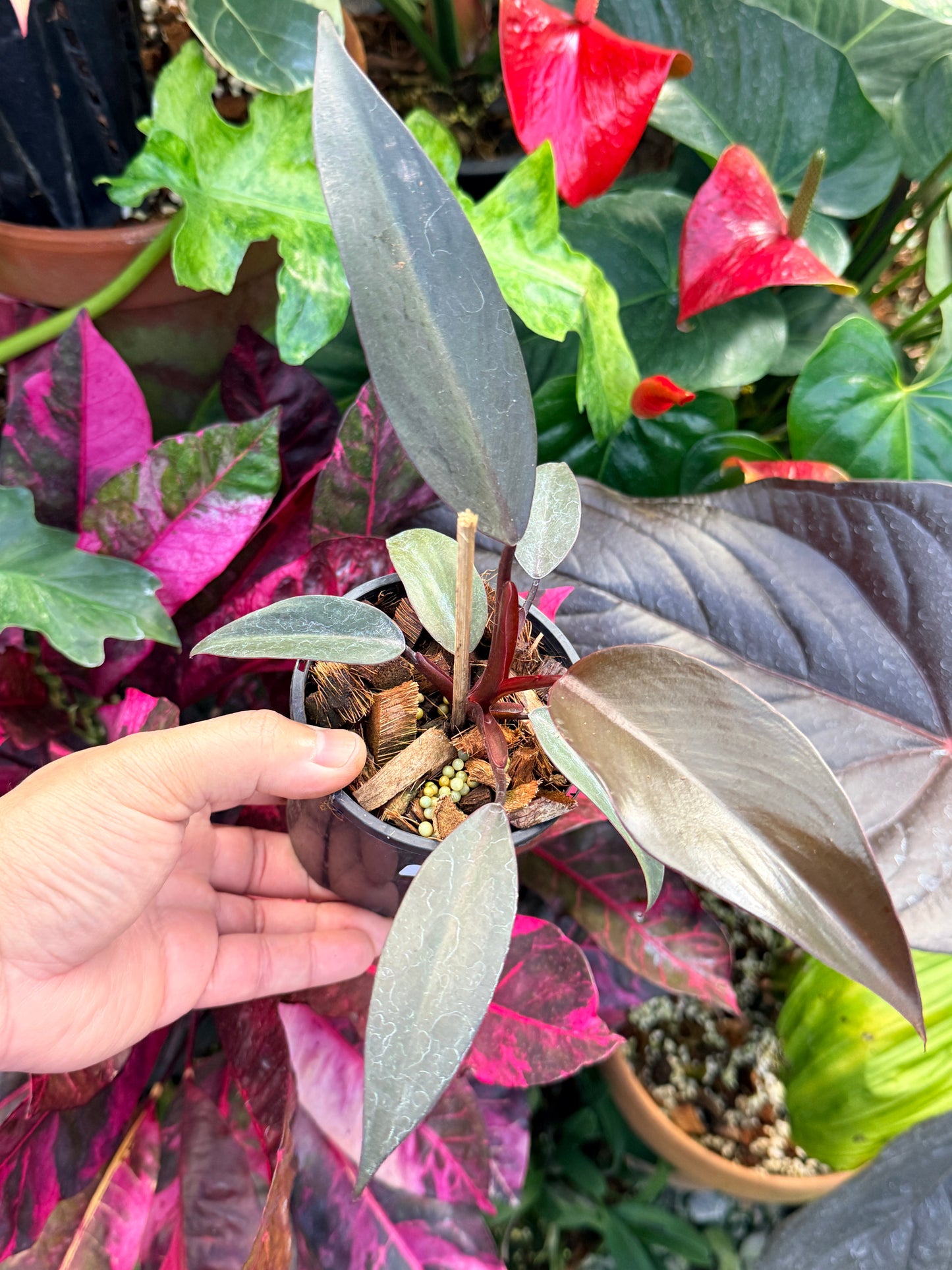 Philodendron 'NOID' Dark Copper Q26