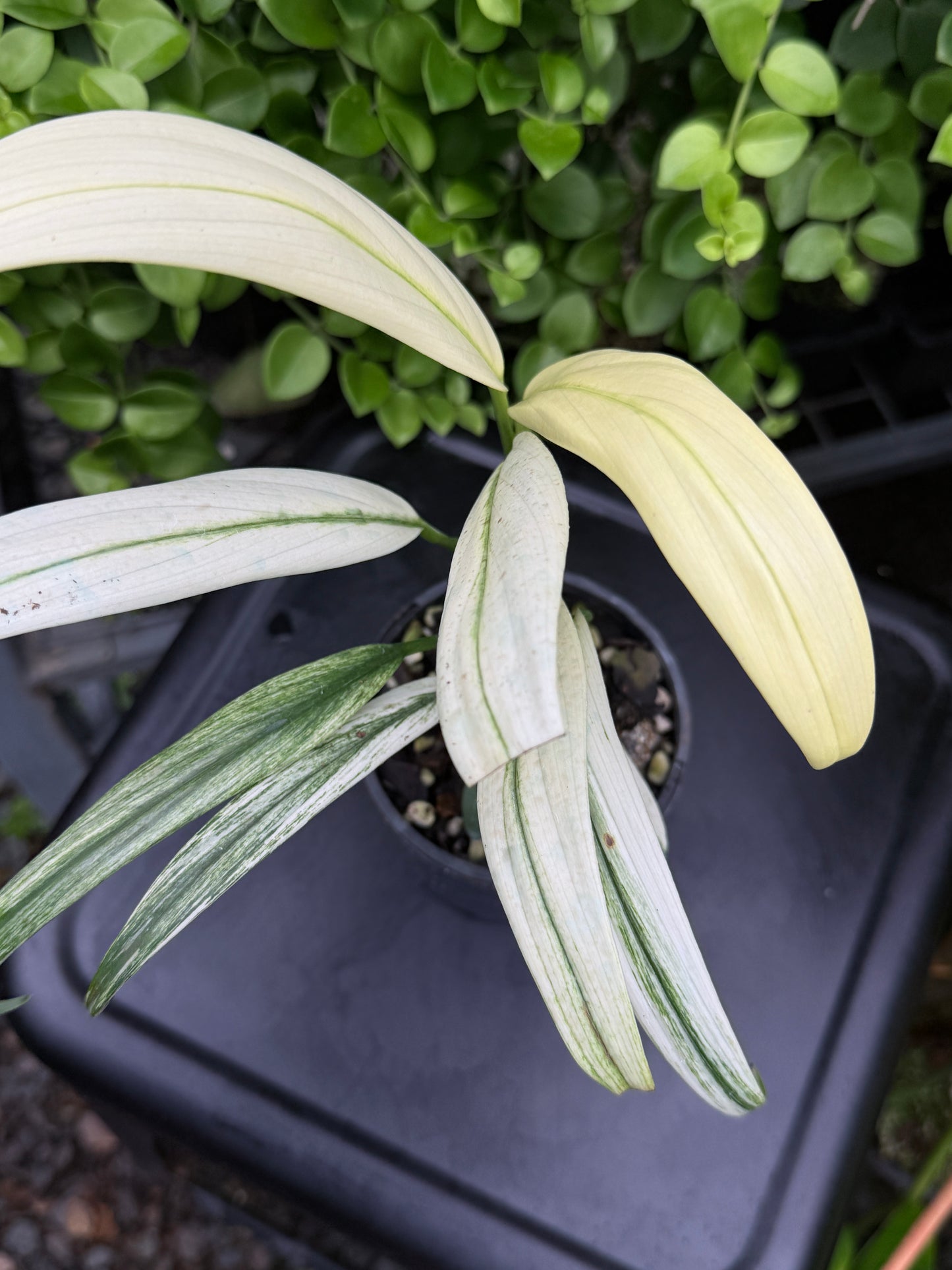 Epipremnum amplissimum 'White Variegata' J60