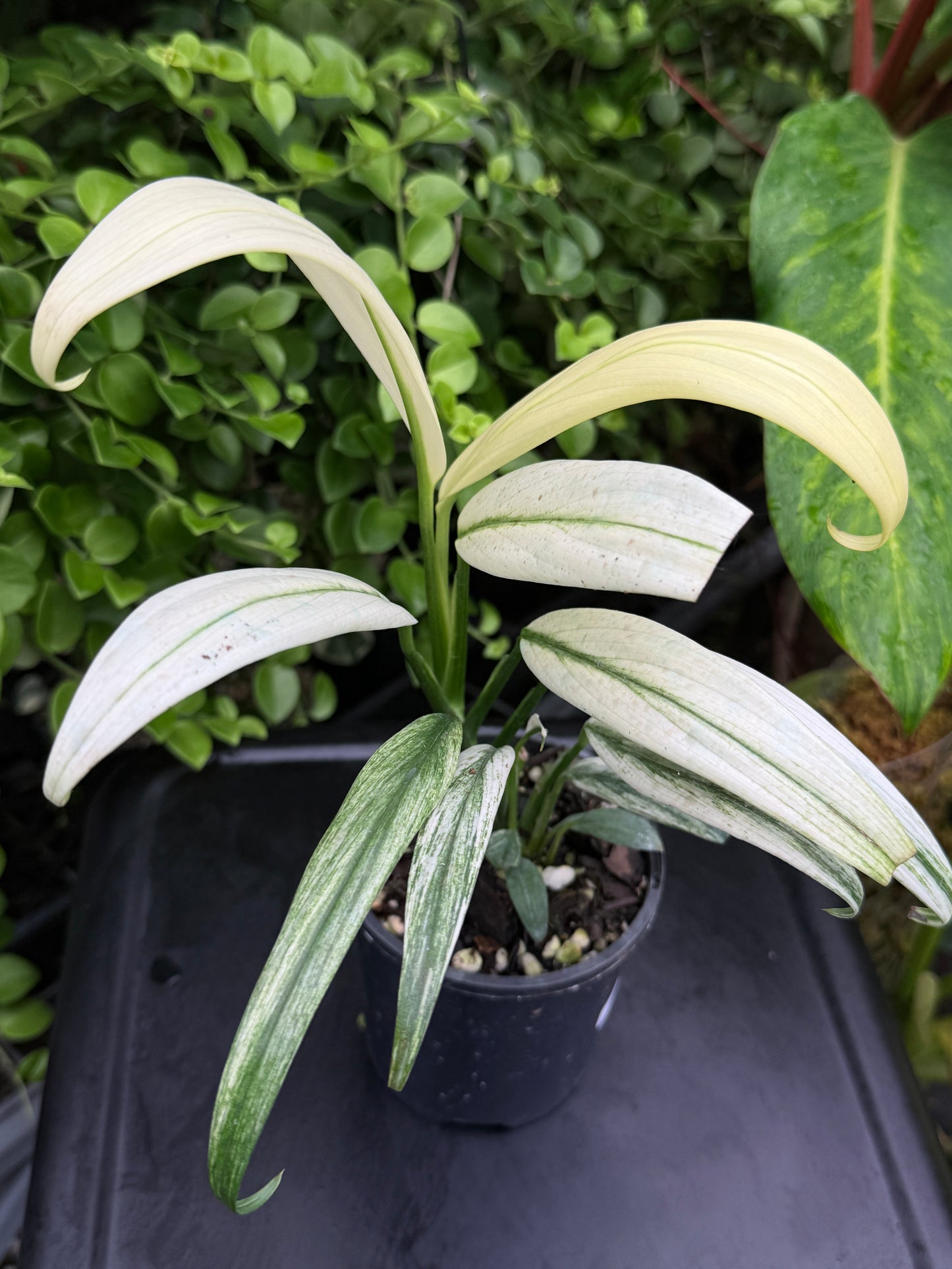 Epipremnum amplissimum 'White Variegata' J60