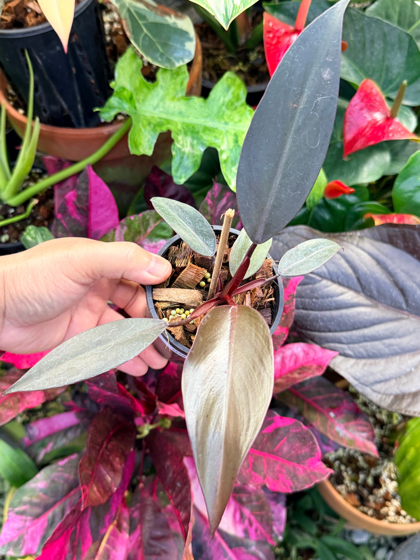 Philodendron 'NOID' Dark Copper Q26