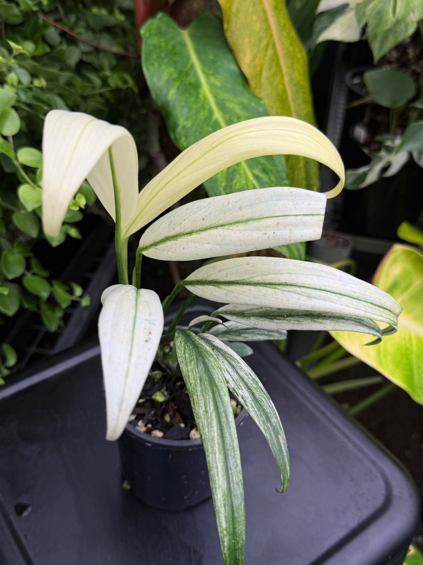 Epipremnum amplissimum 'White Variegata' J60