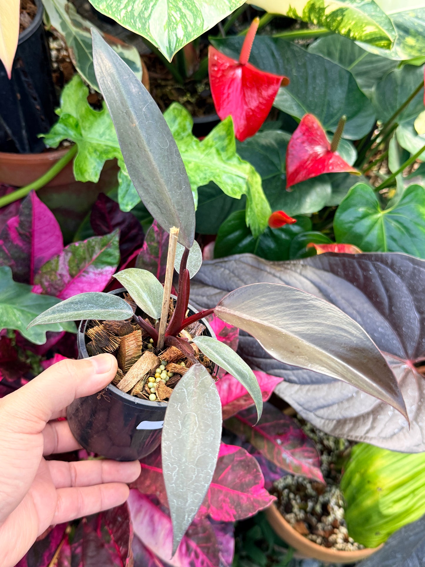 Philodendron 'NOID' Dark Copper Q26