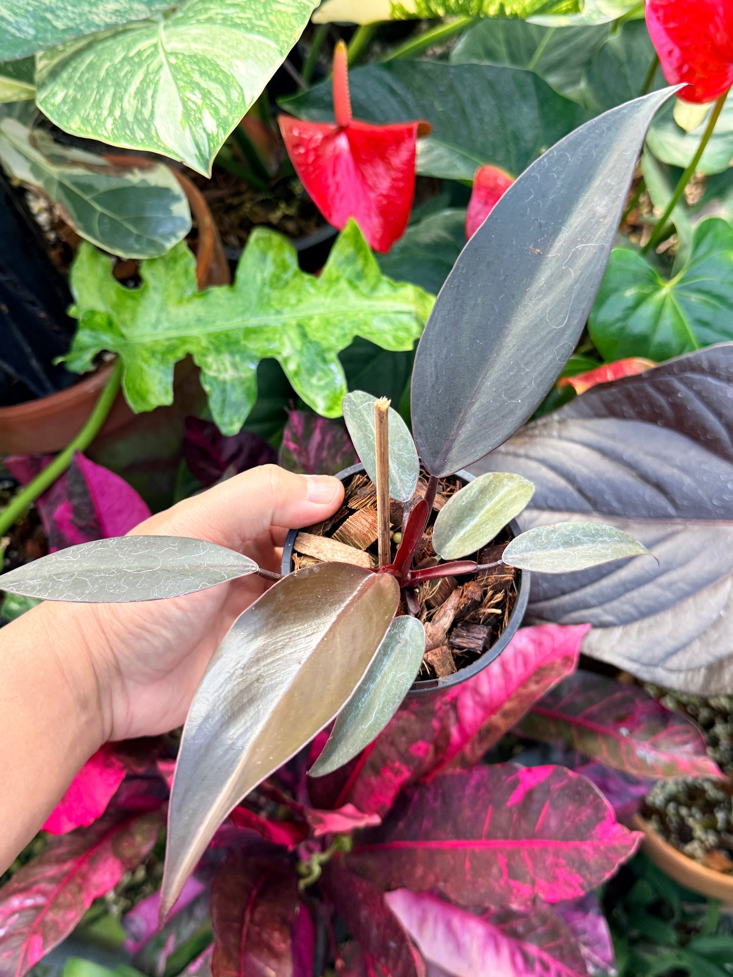 Philodendron 'NOID' Dark Copper Q26