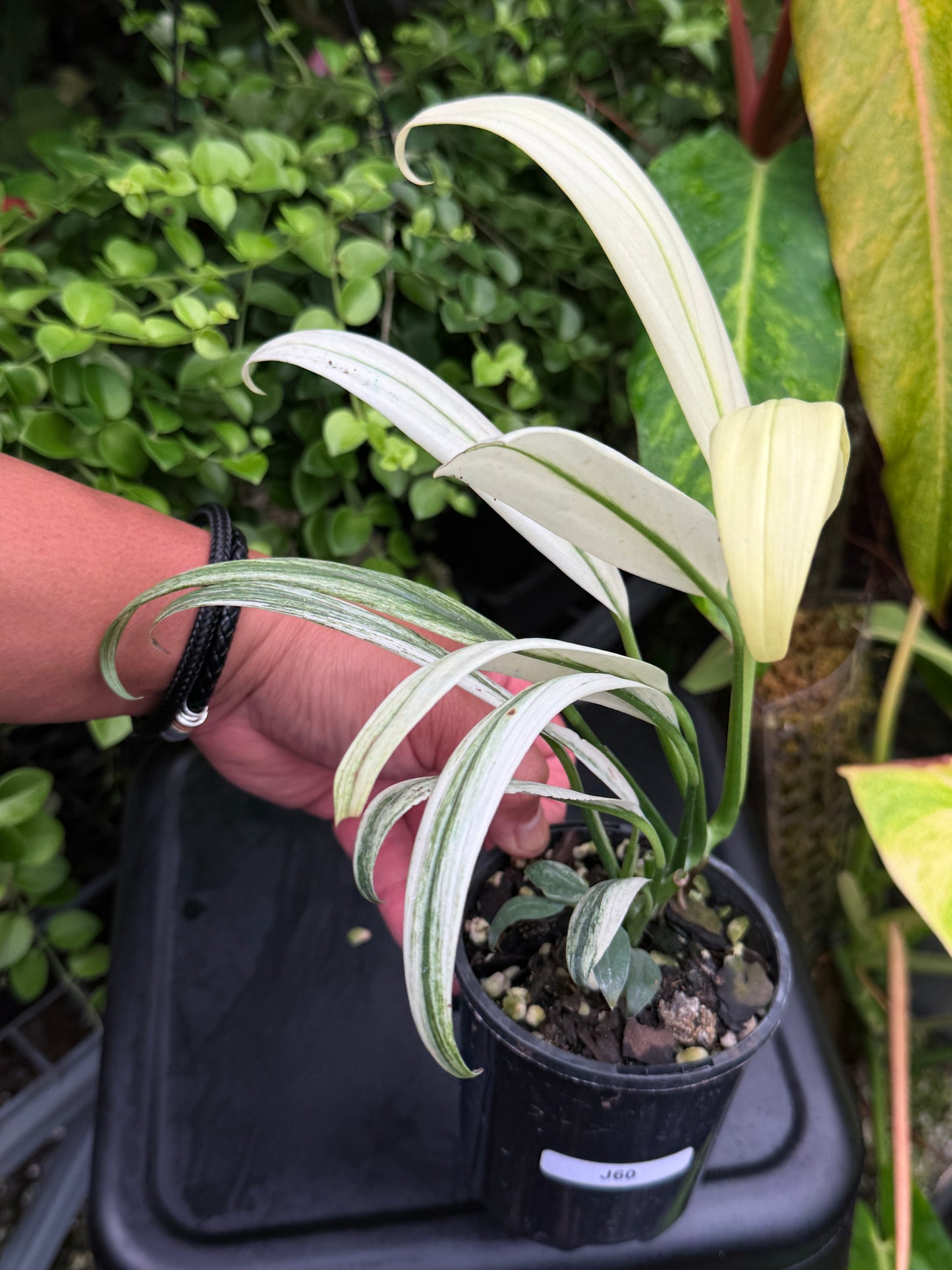 Epipremnum amplissimum 'White Variegata' J60