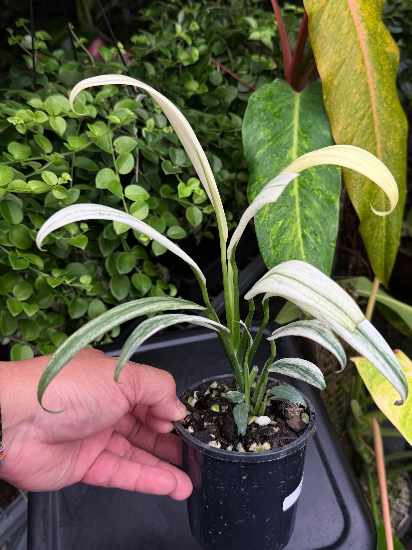 Epipremnum amplissimum 'White Variegata' J60