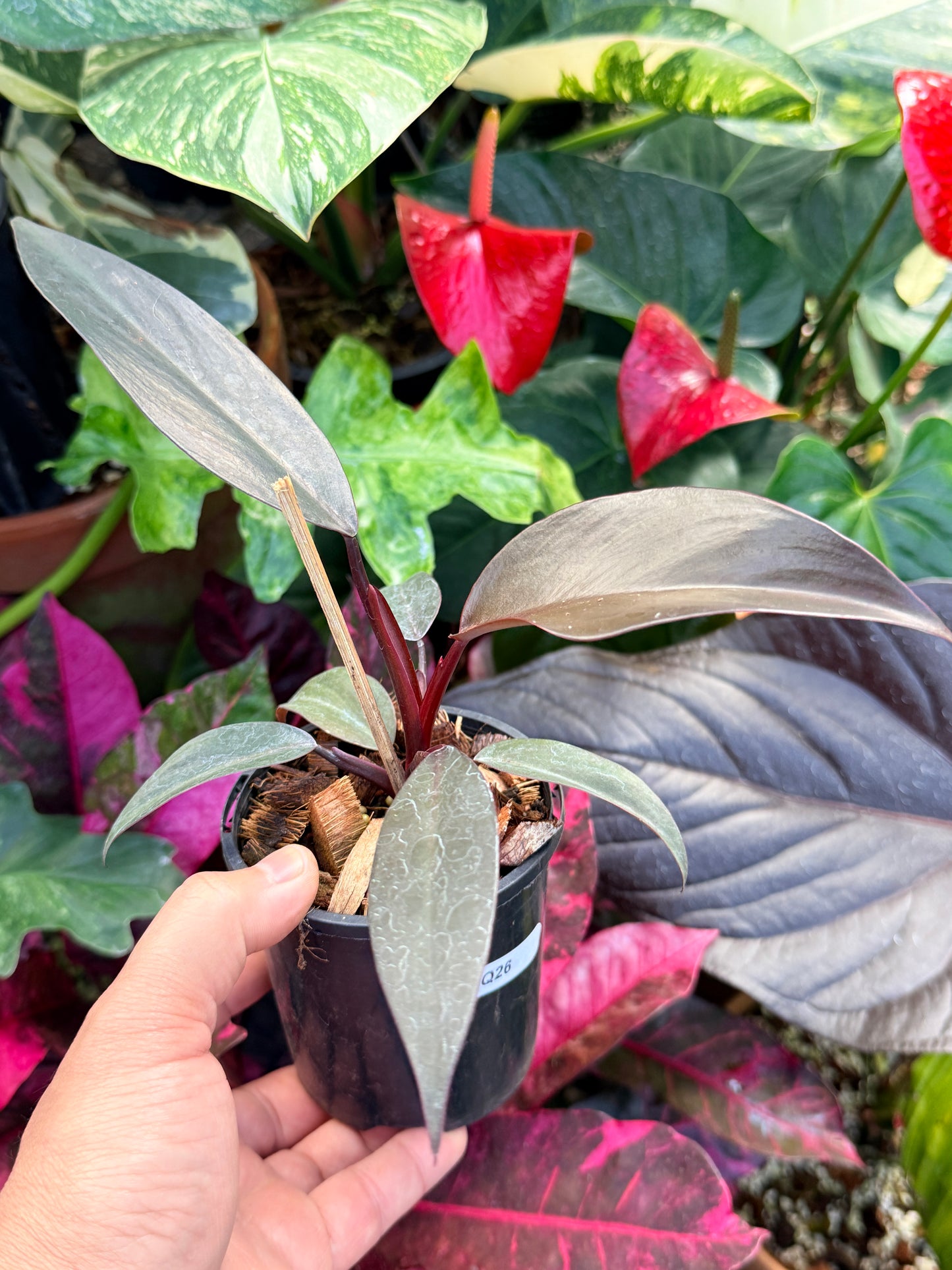 Philodendron 'NOID' Dark Copper Q26