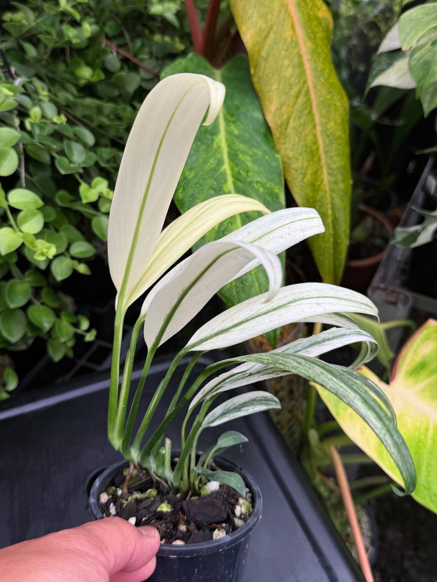 Epipremnum amplissimum 'White Variegata' J60