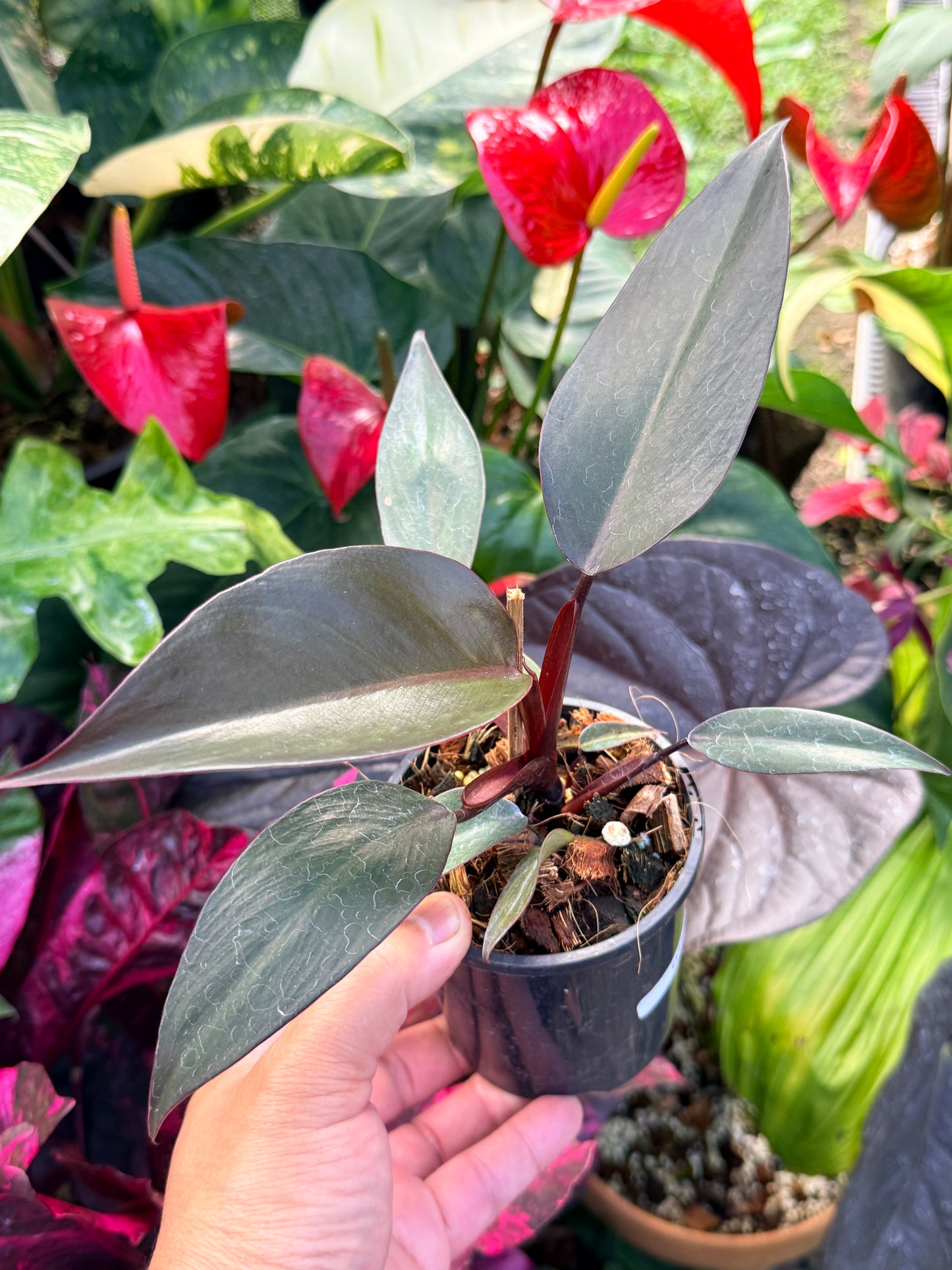 Philodendron 'NOID' Dark Copper Q25