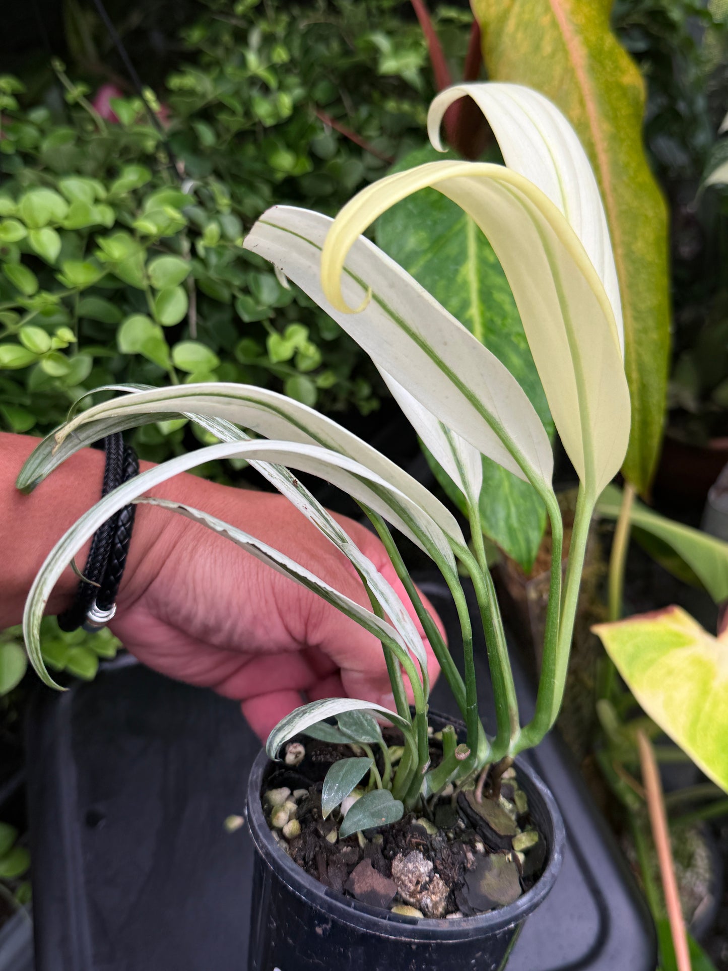 Epipremnum amplissimum 'White Variegata' J60