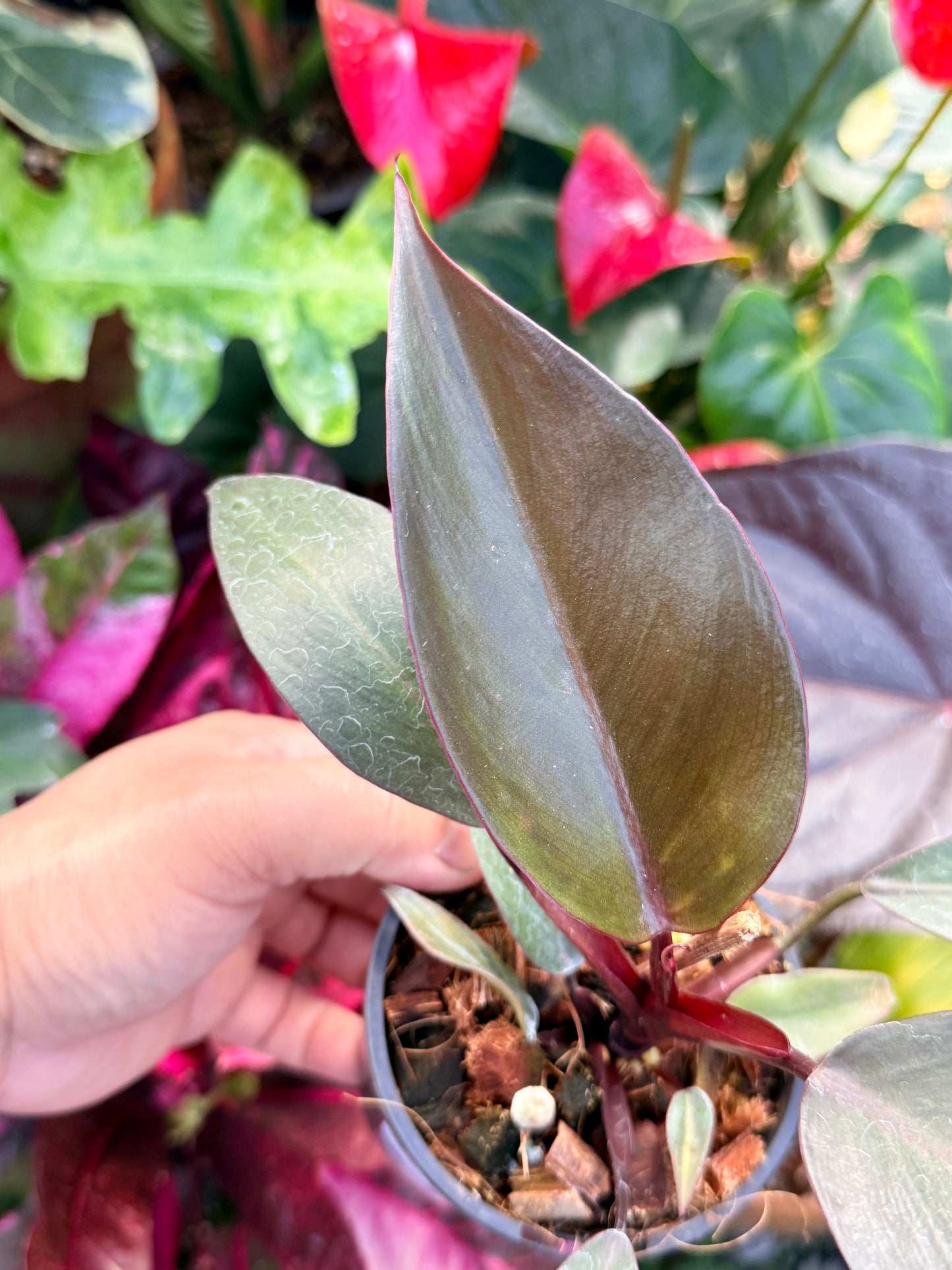 Philodendron 'NOID' Dark Copper Q25