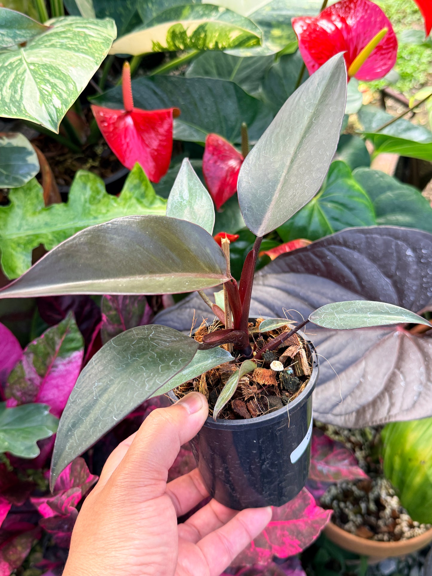 Philodendron 'NOID' Dark Copper Q25