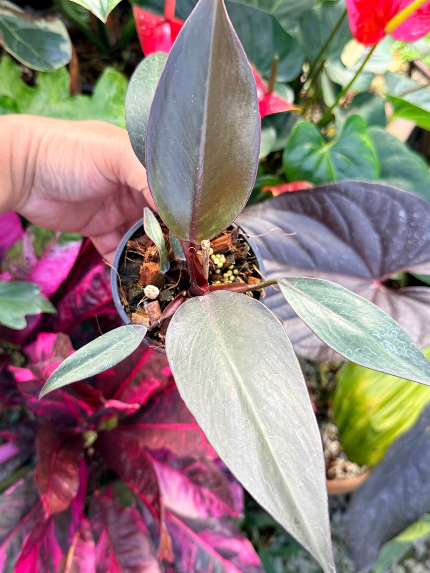 Philodendron 'NOID' Dark Copper Q25