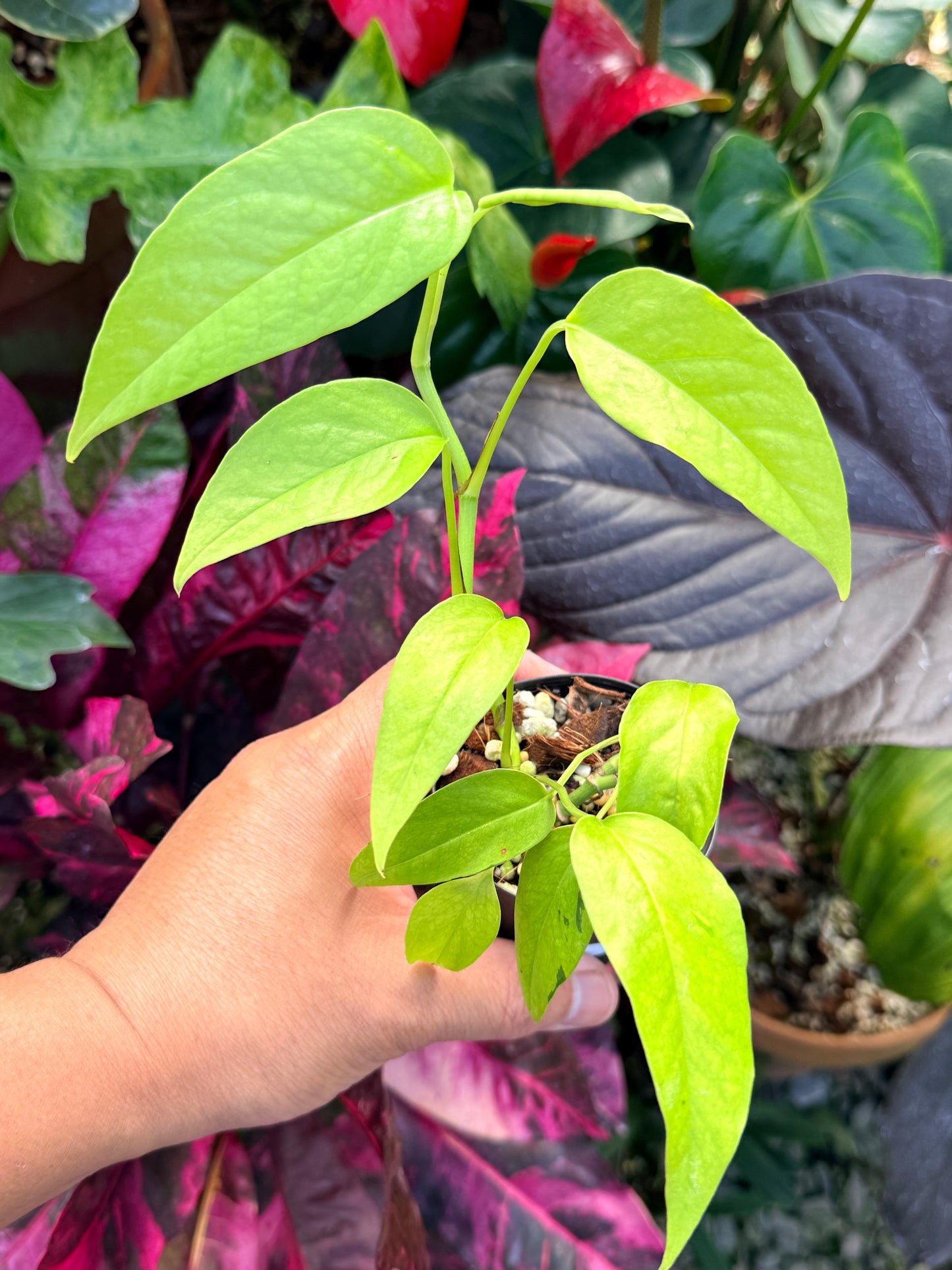 Epipremnum pinnatum 'Neon' Q43