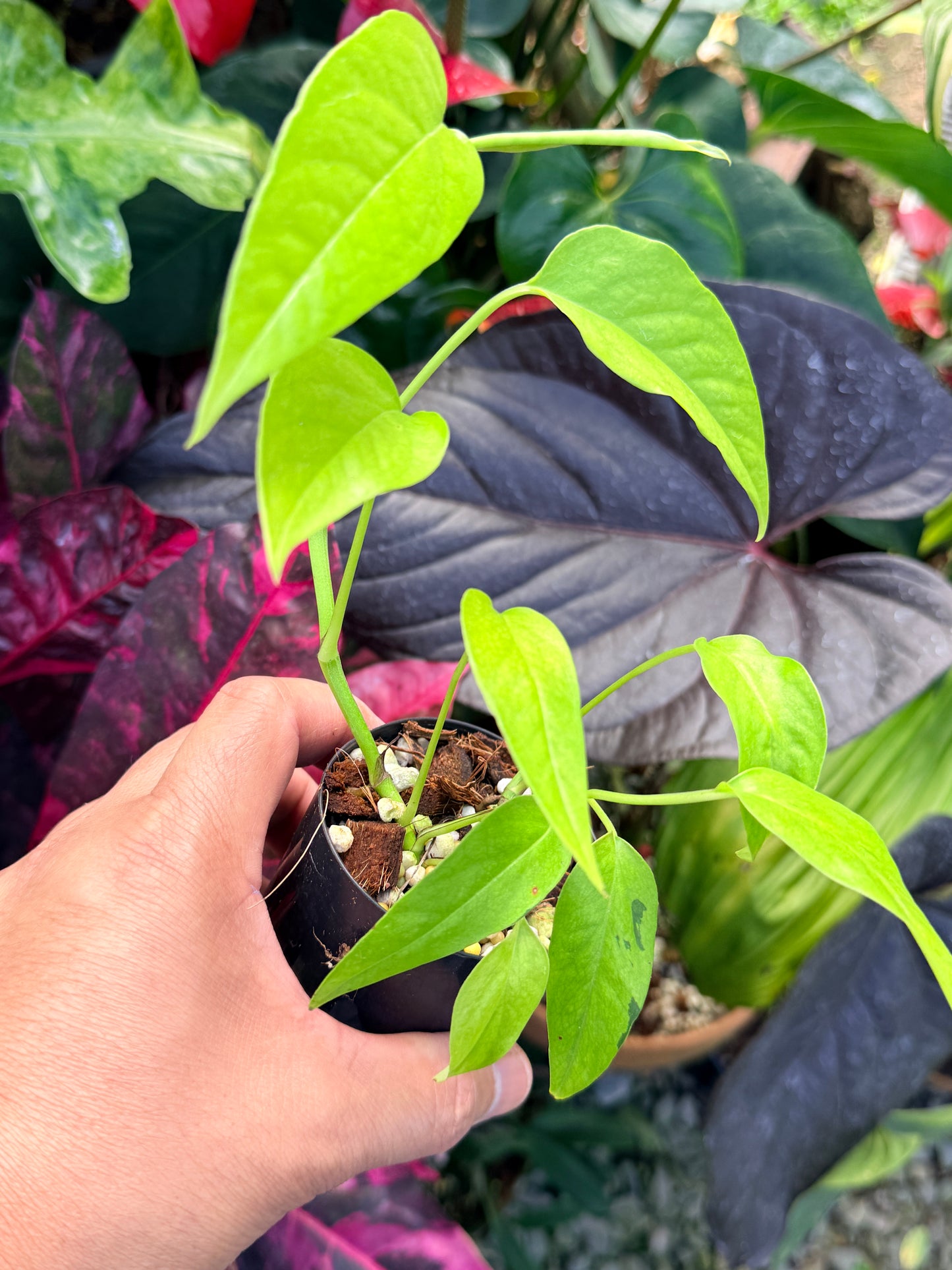 Epipremnum pinnatum 'Neon' Q43
