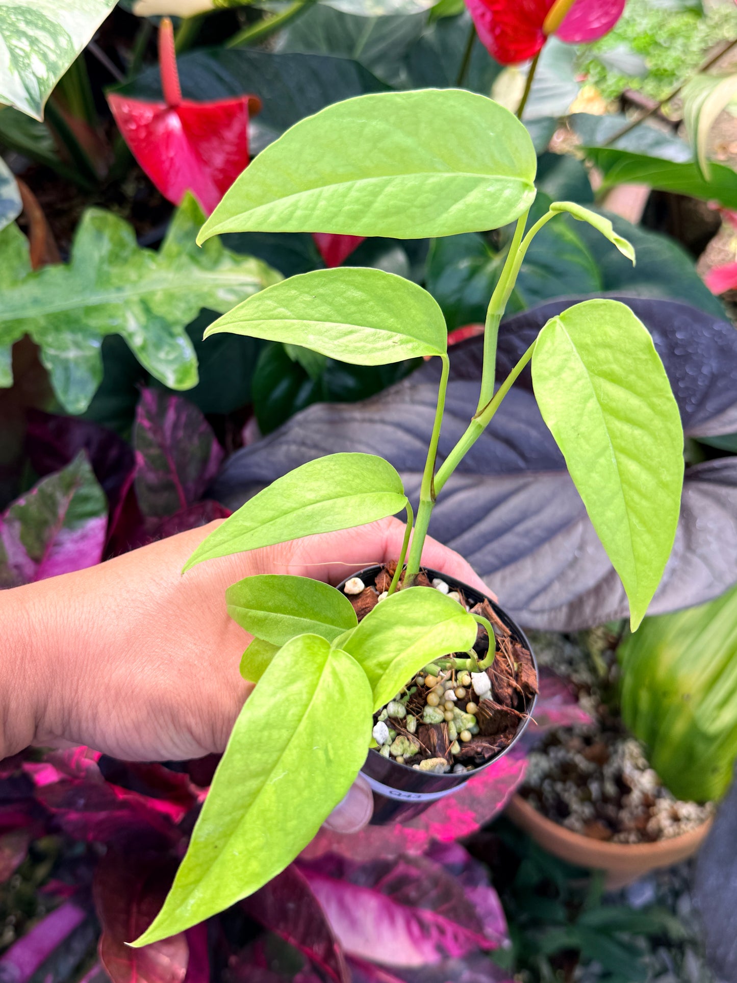 Epipremnum pinnatum 'Neon' Q43