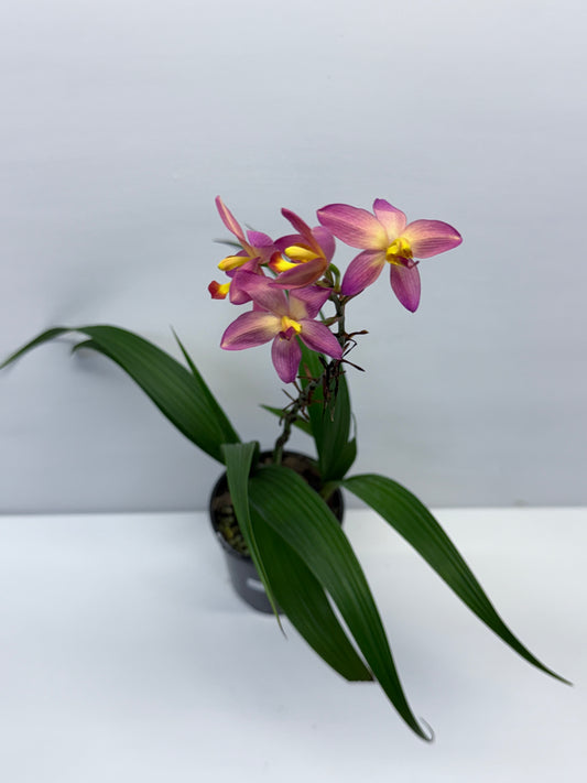 Spathoglottis Mellow Yellow - Ground Orchid P84