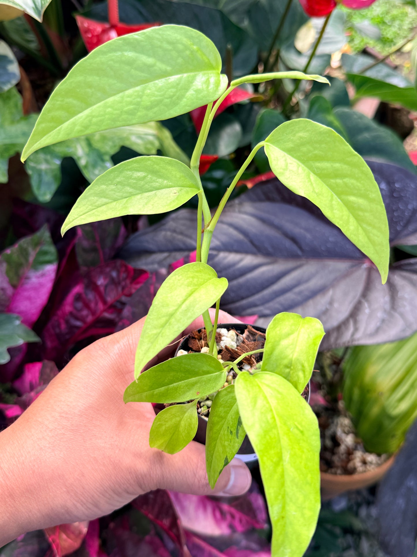 Epipremnum pinnatum 'Neon' Q43