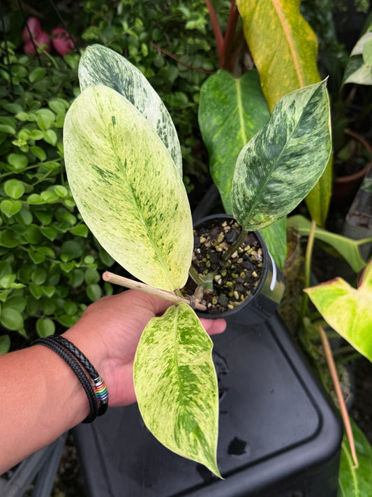 Rhaphidophora 'Elliptica' J59