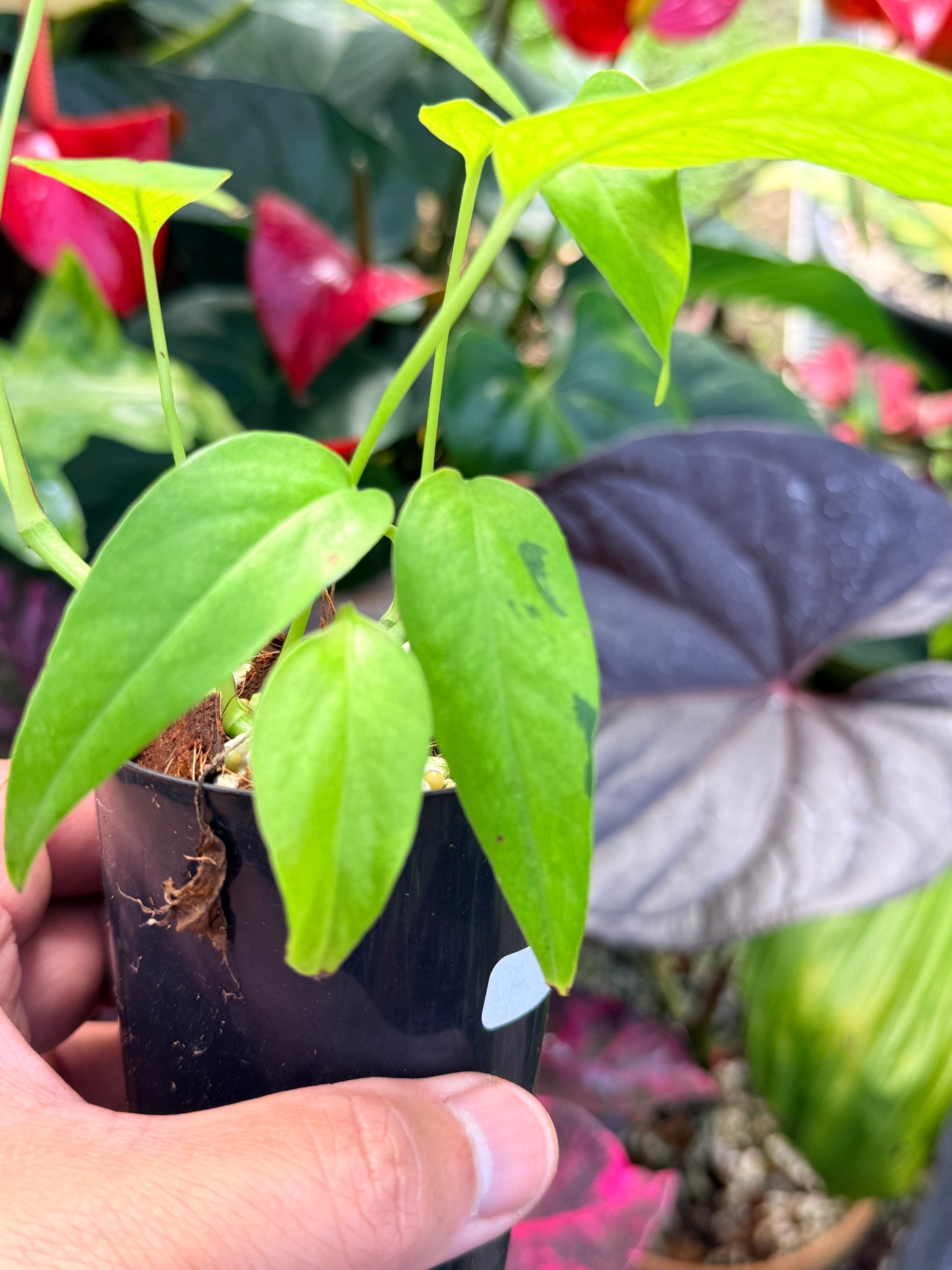 Epipremnum pinnatum 'Neon' Q43