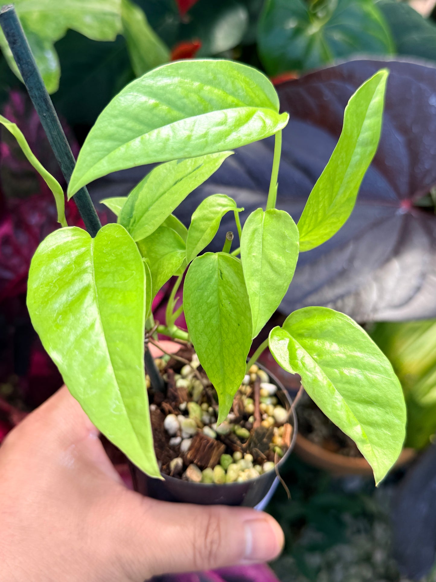 Epipremnum pinnatum 'Neon' Q44