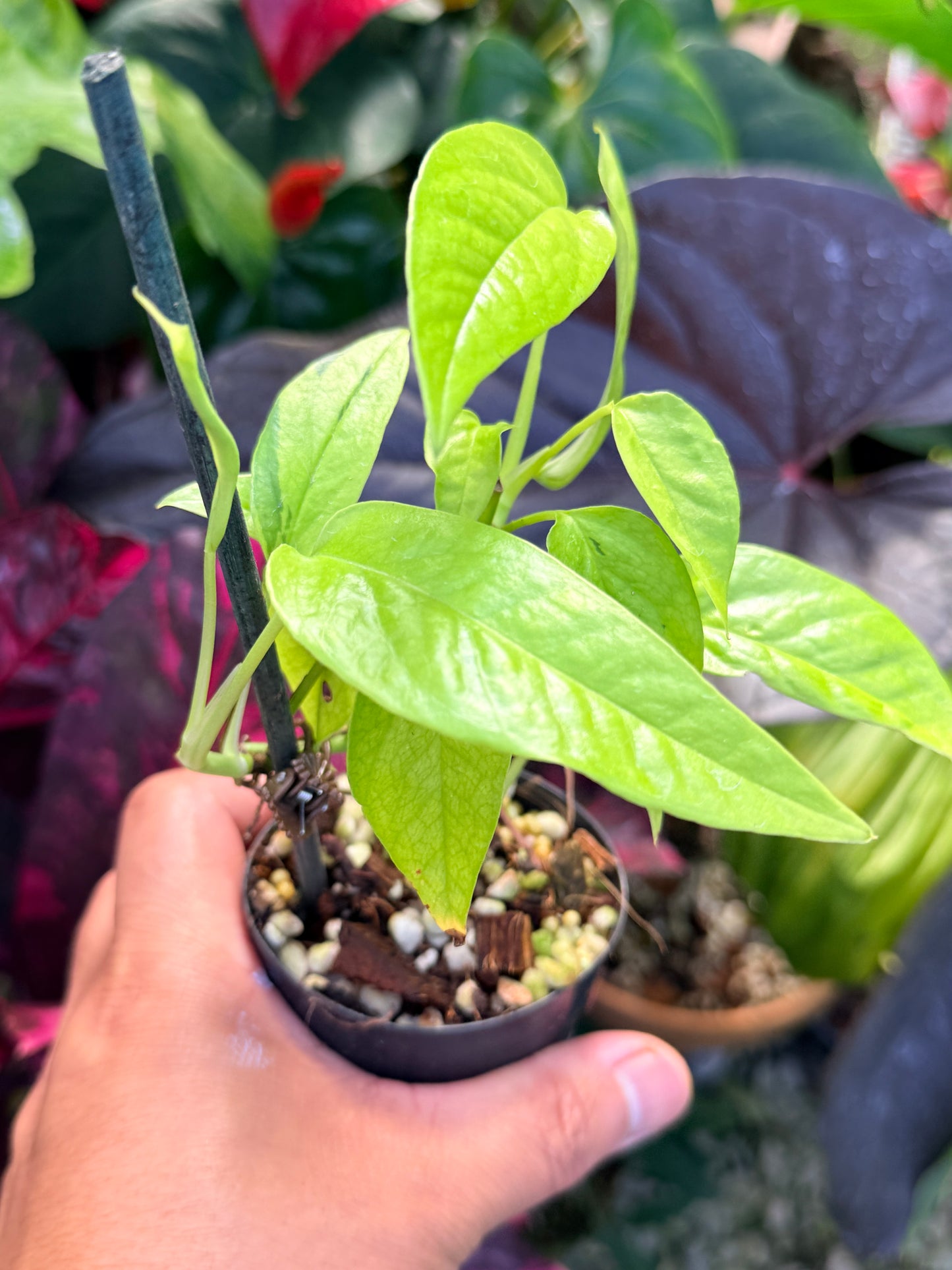 Epipremnum pinnatum 'Neon' Q44