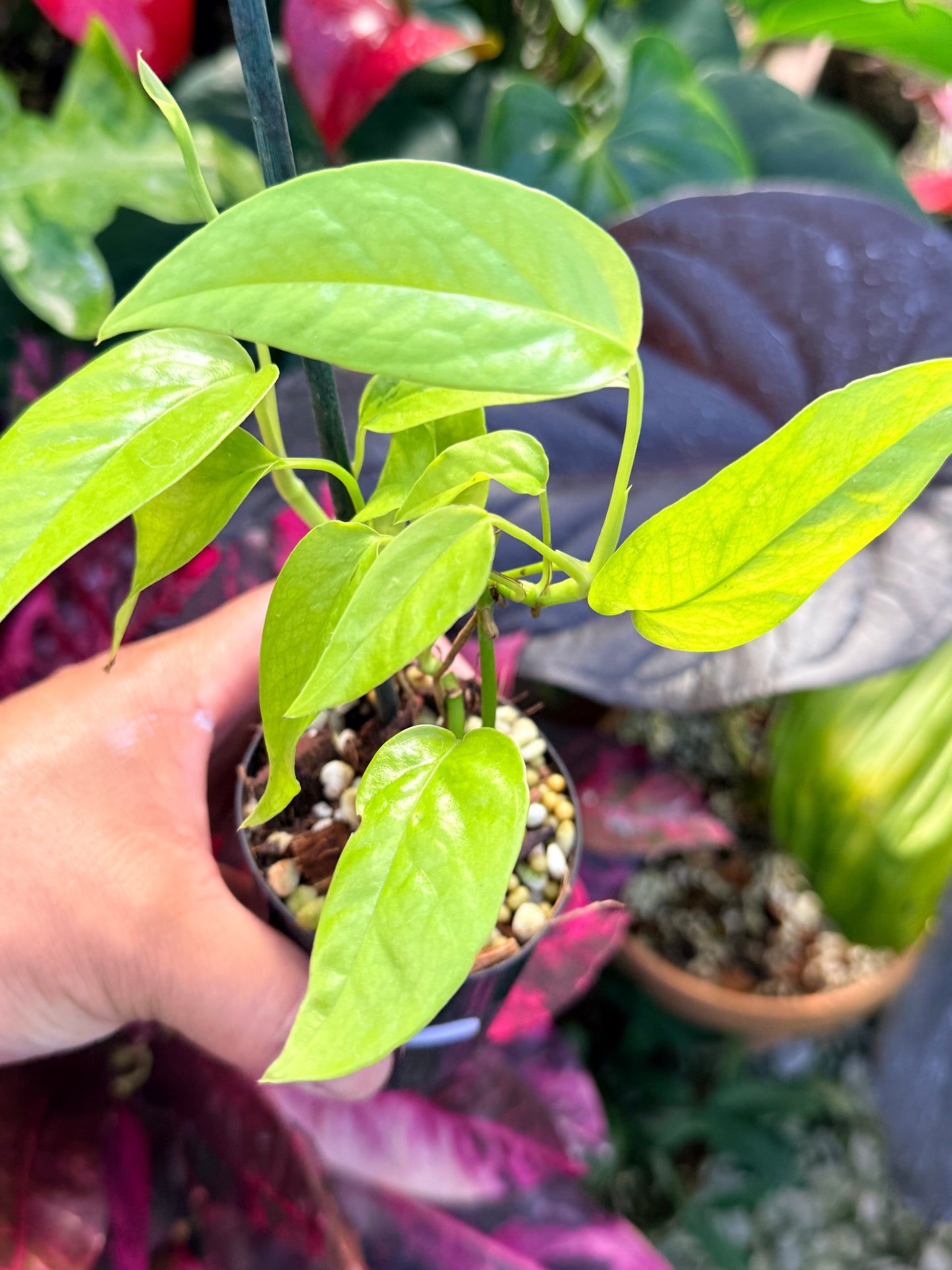 Epipremnum pinnatum 'Neon' Q44