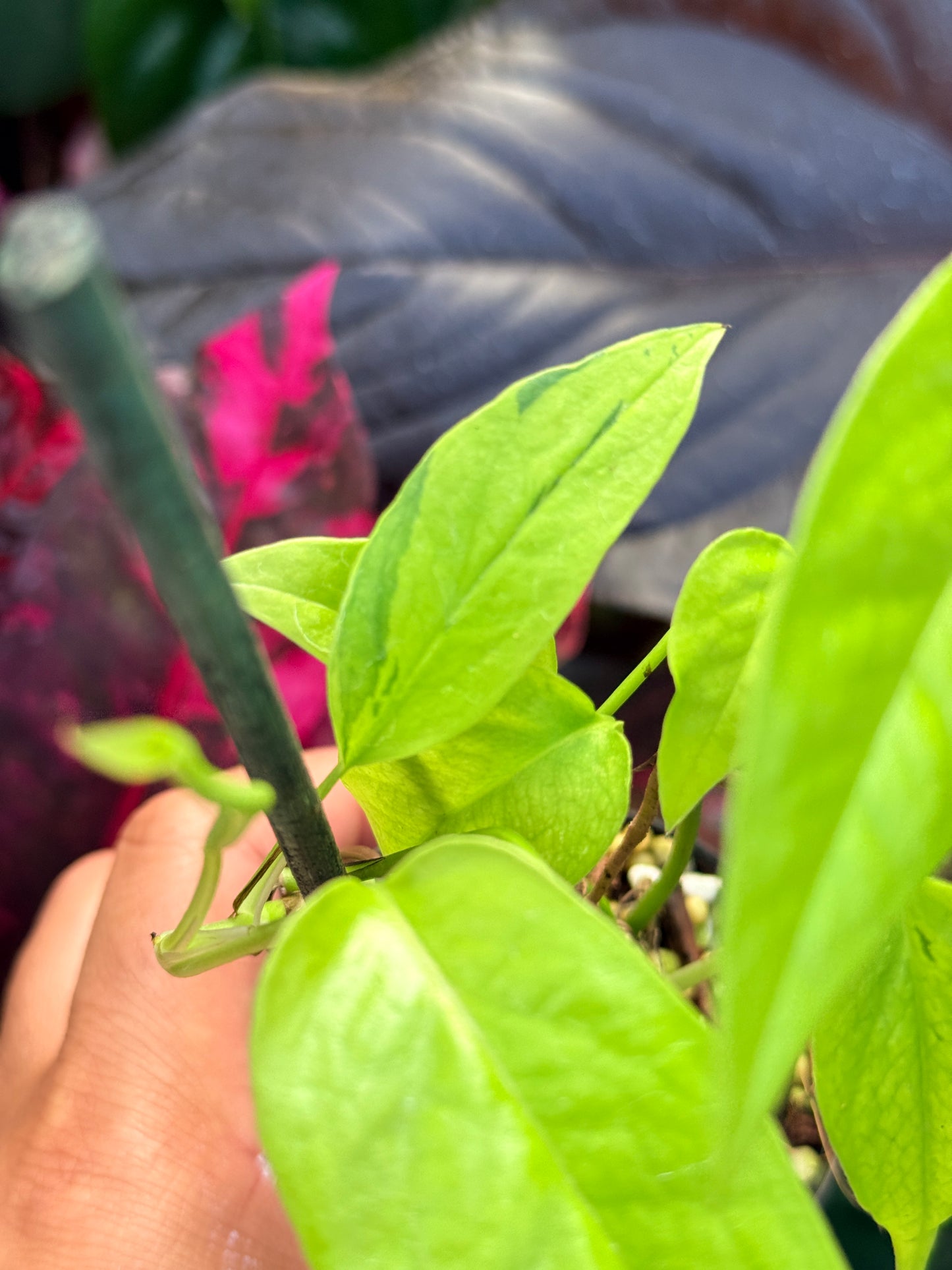 Epipremnum pinnatum 'Neon' Q44