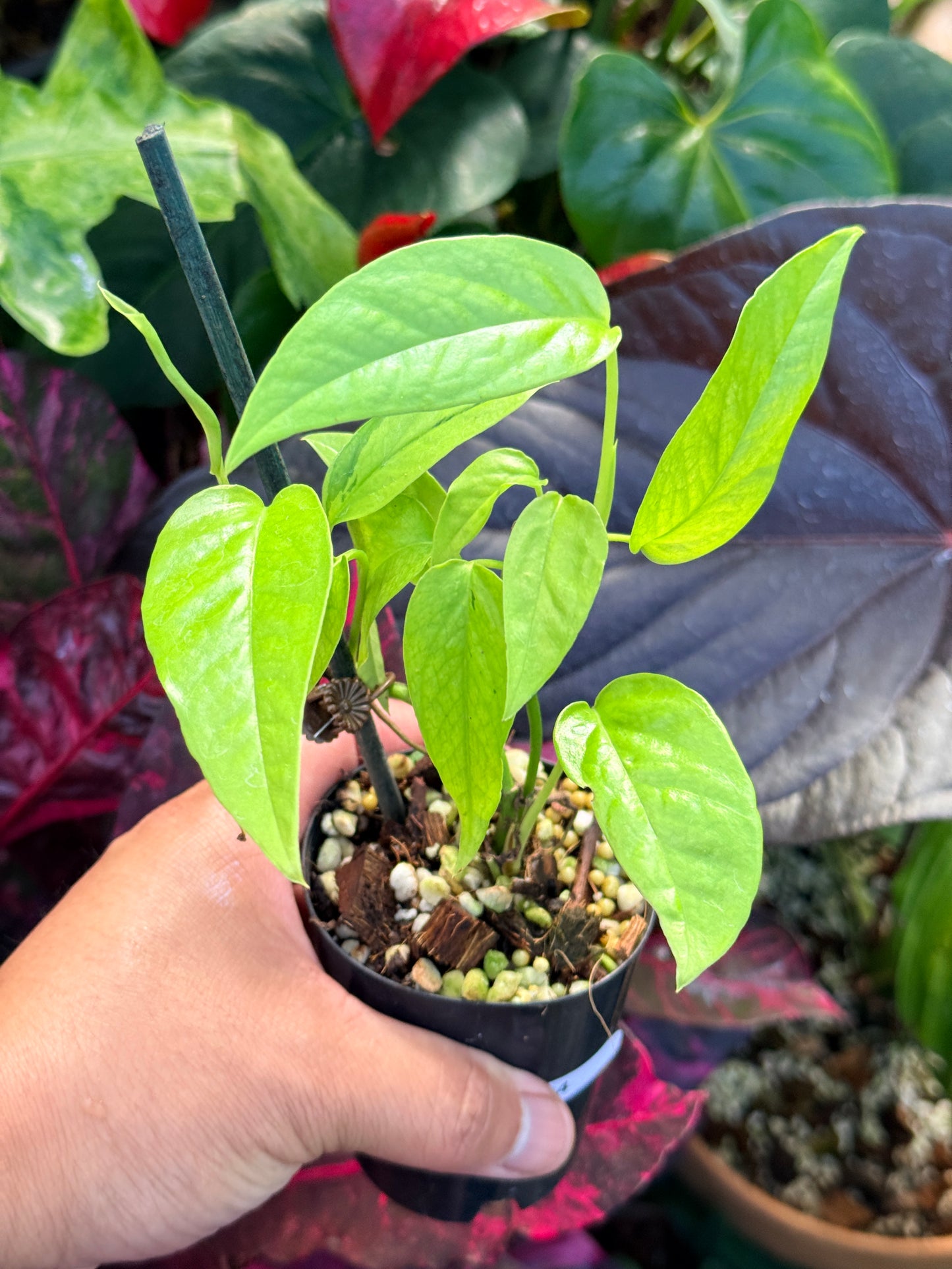Epipremnum pinnatum 'Neon' Q44
