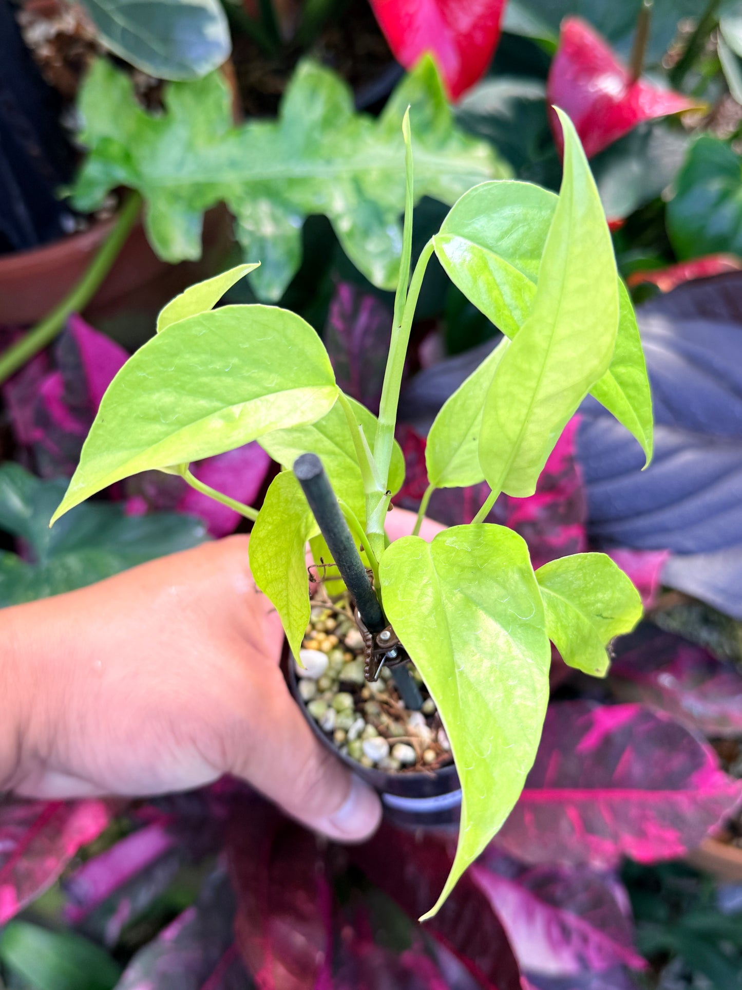 Epipremnum pinnatum 'Neon' Q45